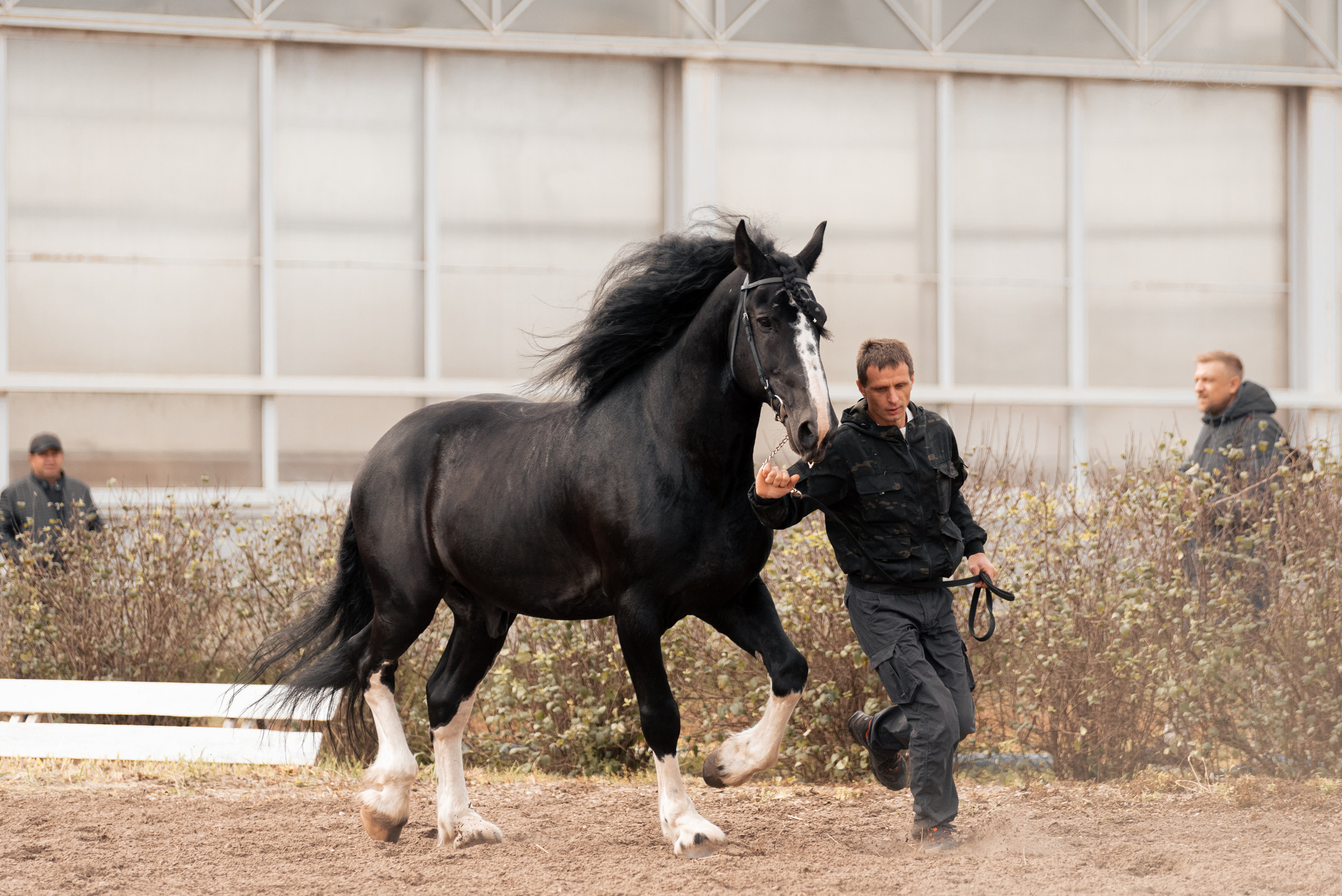Богдарня. Конный фотограф Куракина Дарья • Фотосессии с лошадьми