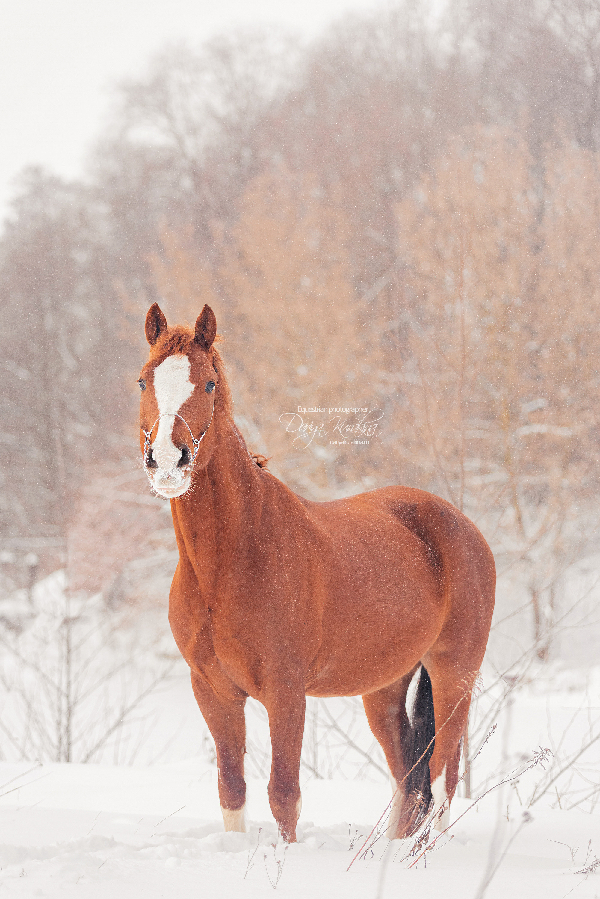 Атос. Конный фотограф Куракина Дарья • Фотосессии с лошадьми