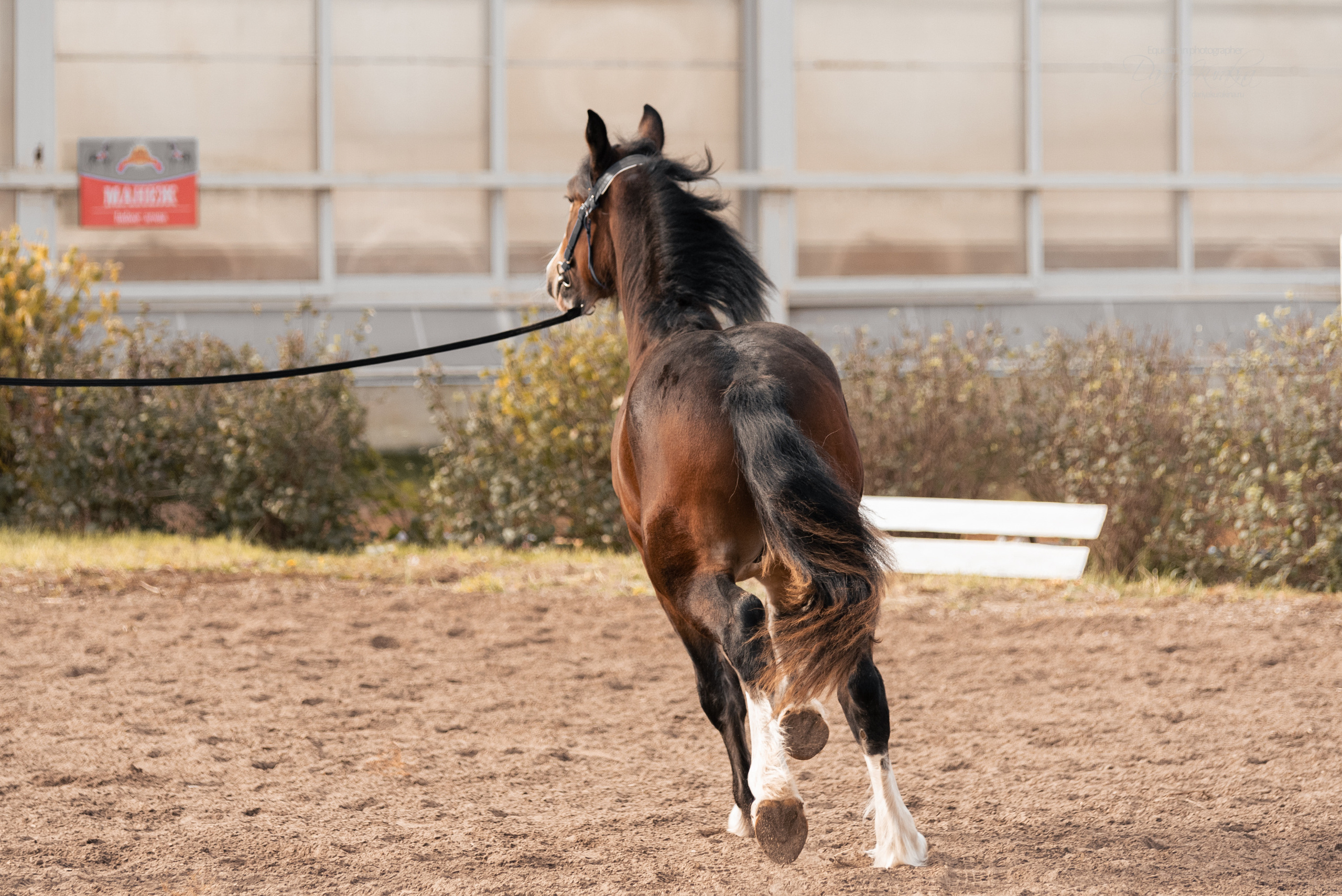 Богдарня. Конный фотограф Куракина Дарья • Фотосессии с лошадьми