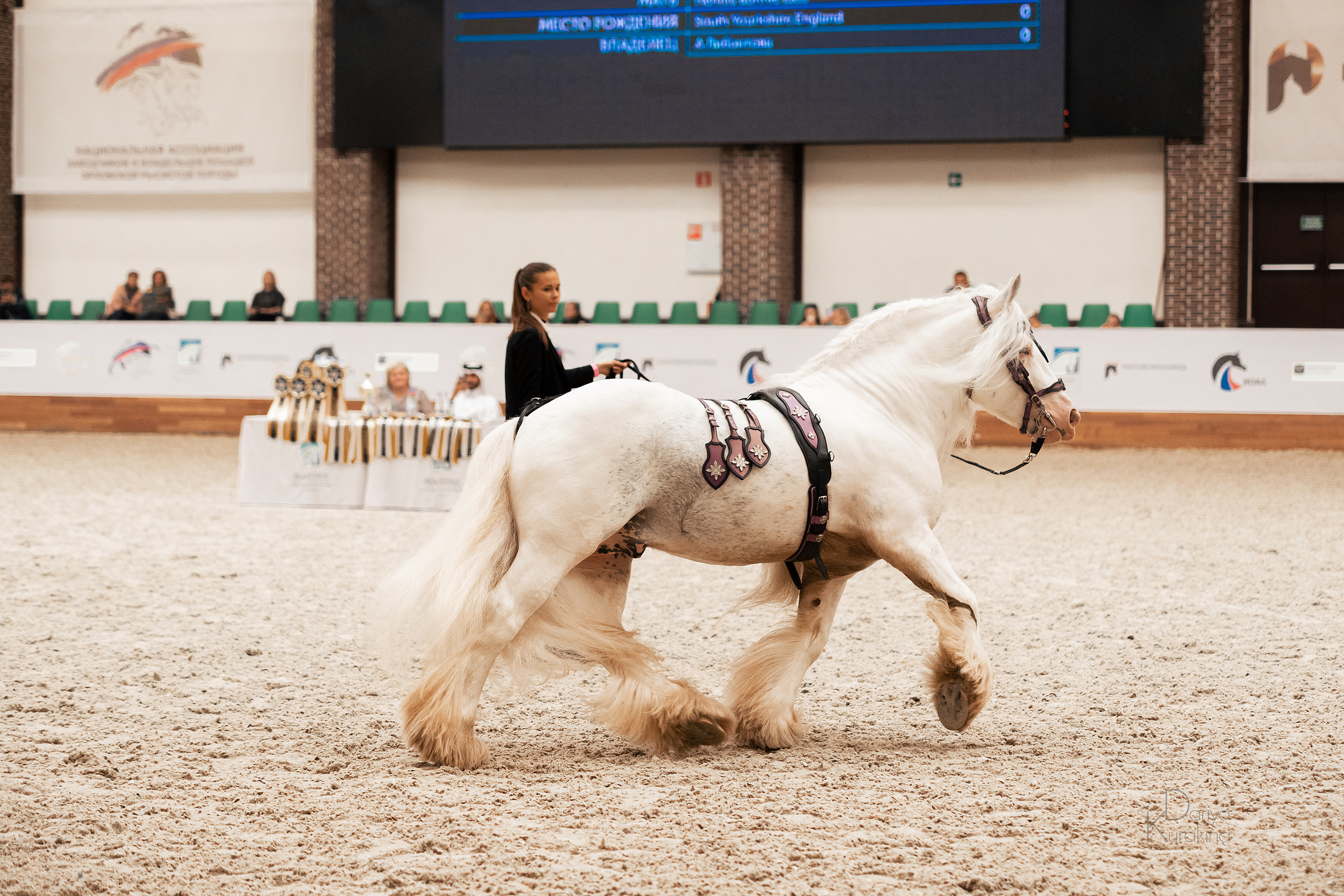 Конная Россия 2021. Конный фотограф Куракина Дарья • Фотосессии с лошадьми