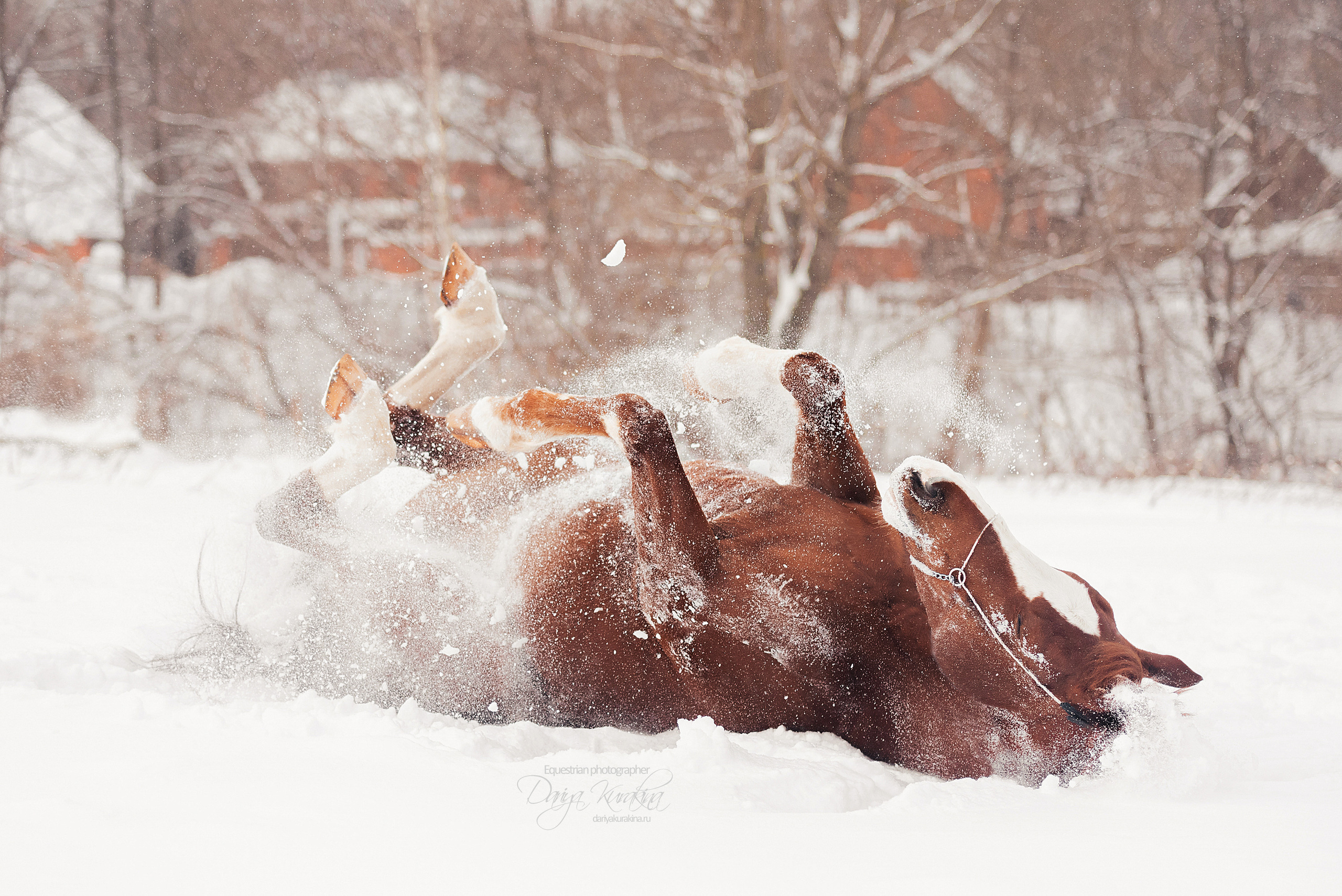 Атос. Конный фотограф Куракина Дарья • Фотосессии с лошадьми