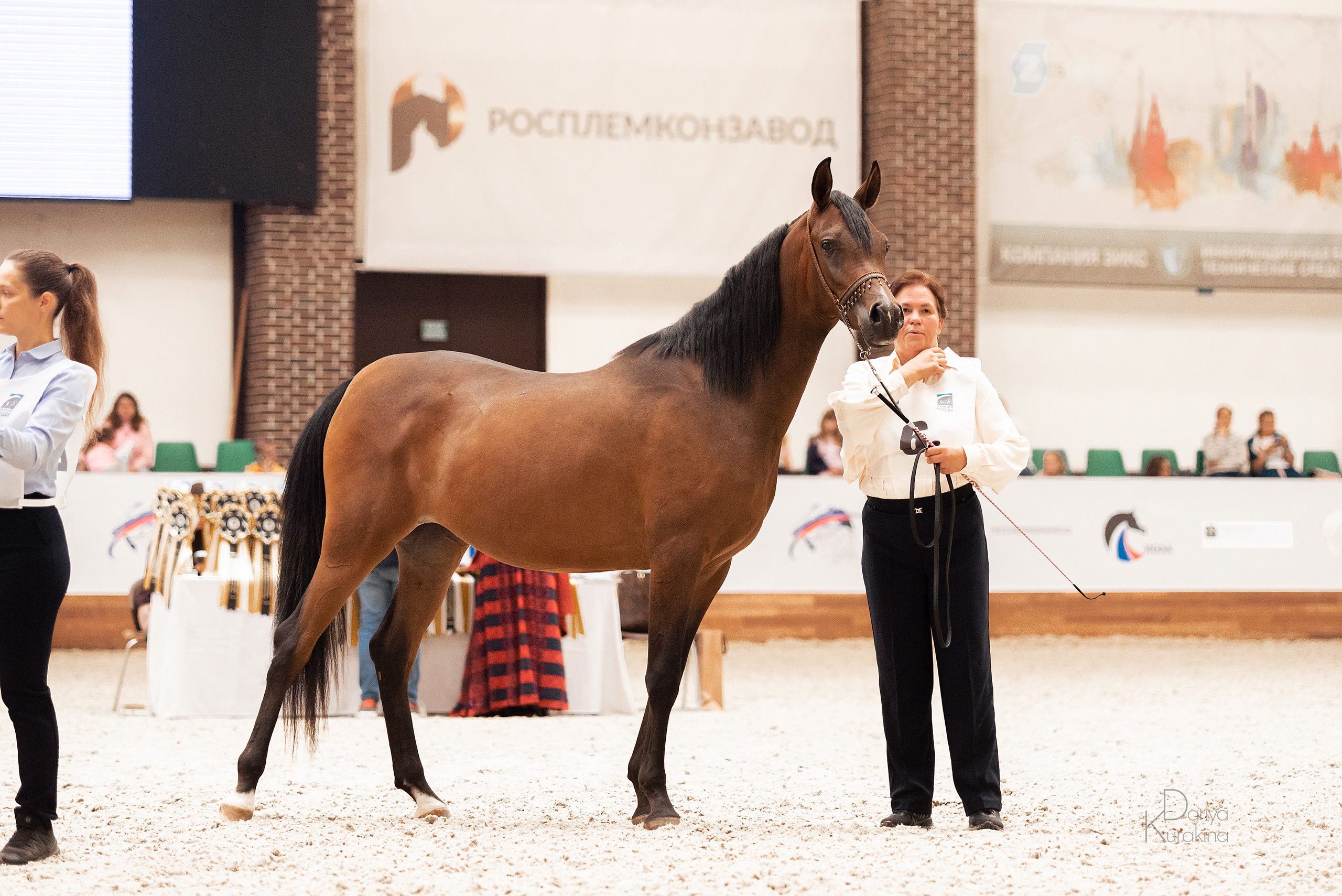 Конная Россия 2021. Конный фотограф Куракина Дарья • Фотосессии с лошадьми