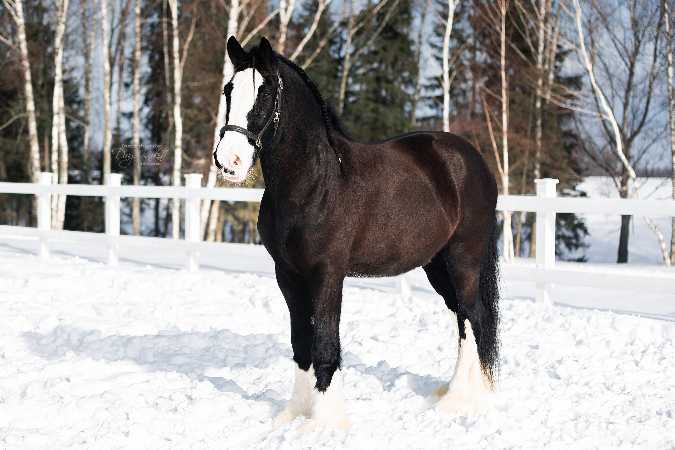Лафарейдо. Конный фотограф Куракина Дарья • Фотосессии с лошадьми