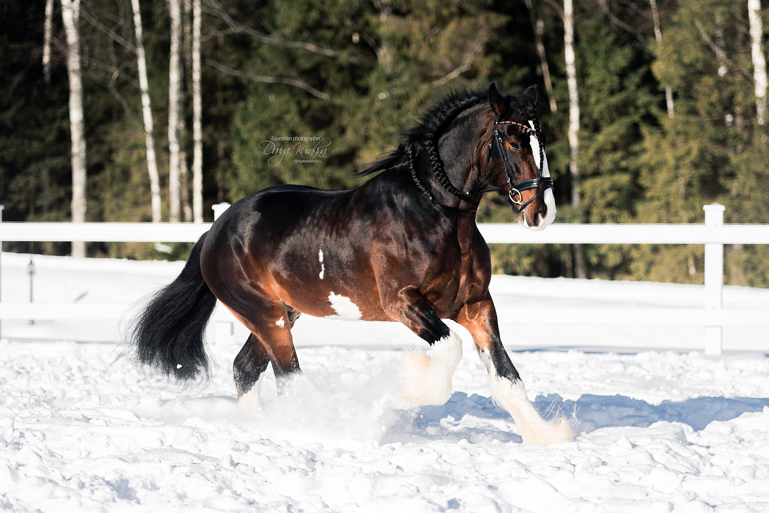 Лафарейдо. Конный фотограф Куракина Дарья • Фотосессии с лошадьми
