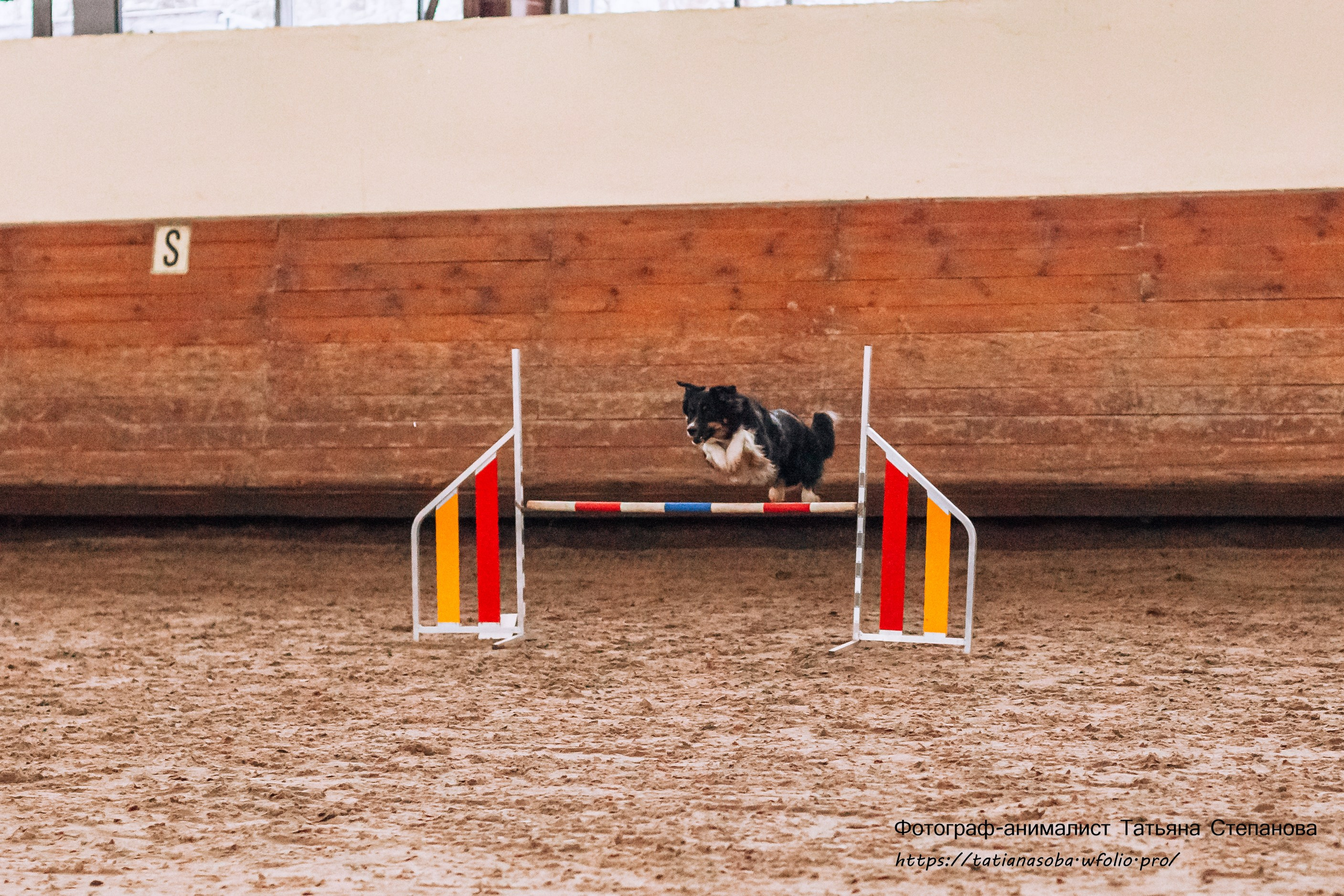 Соревнования по Аджилити 25.02.2024. Фотограф-анималист Татьяна Степанова