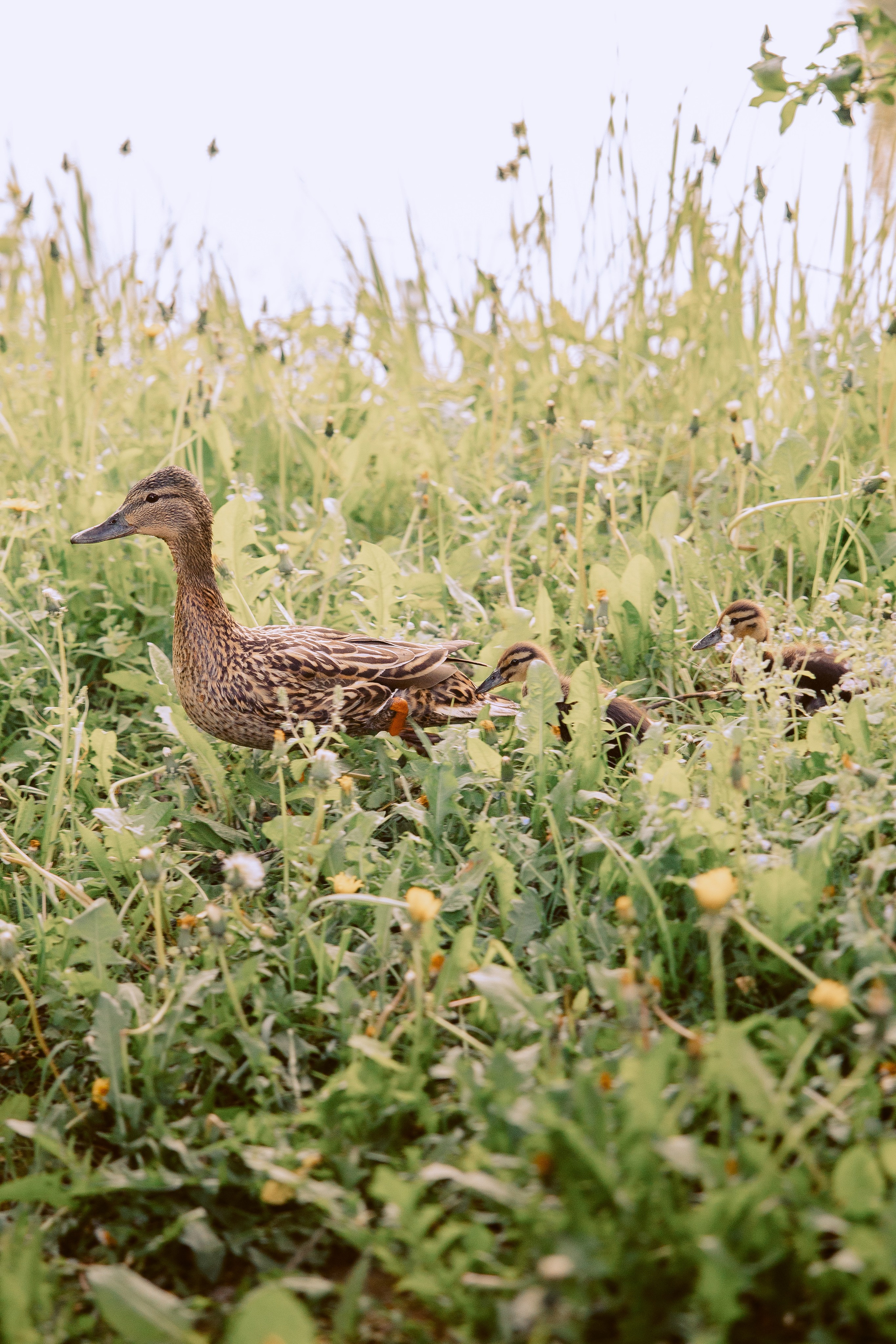 семья утят гуляют по траве 