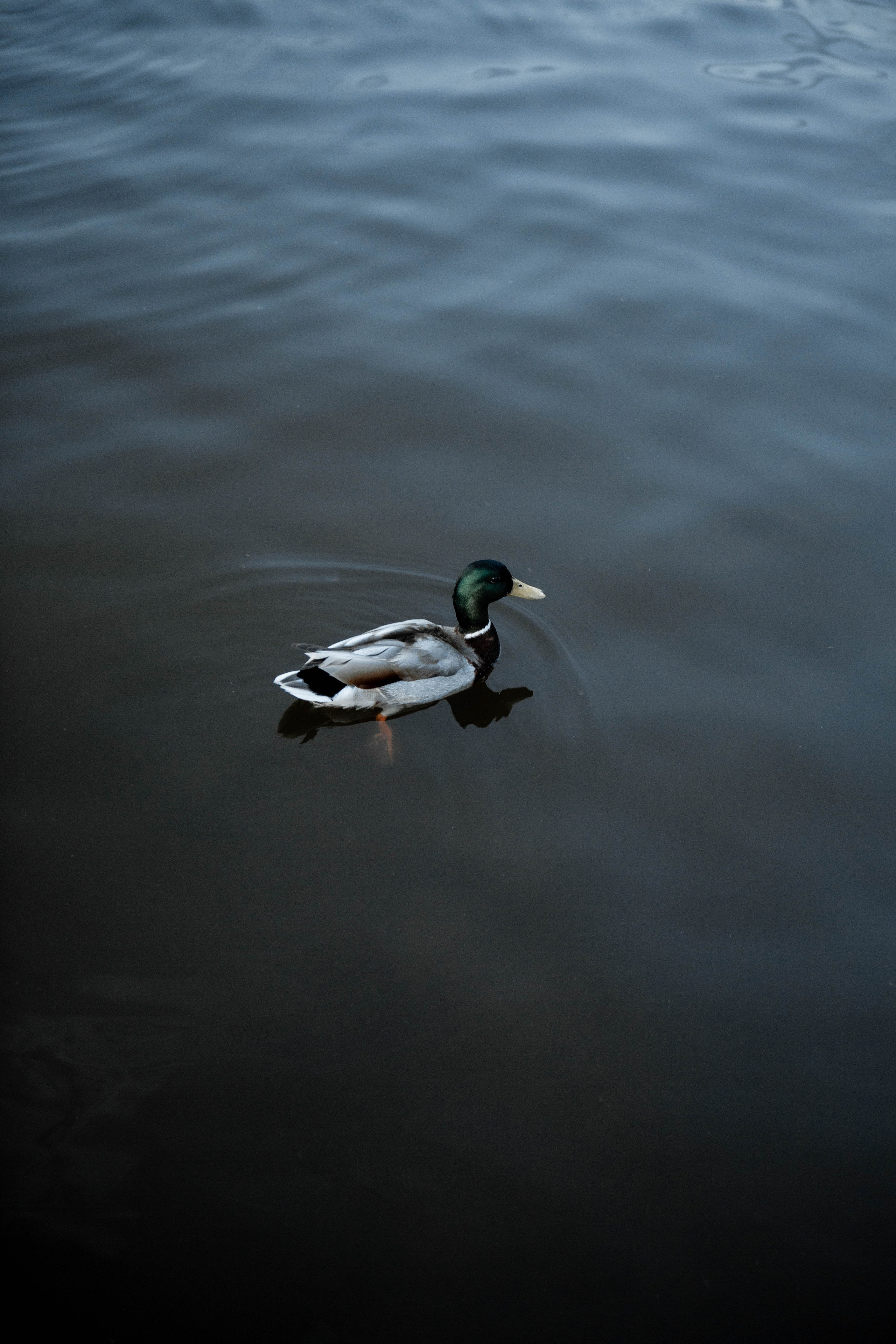 На пруду. Фотограф Екатерина Голицына