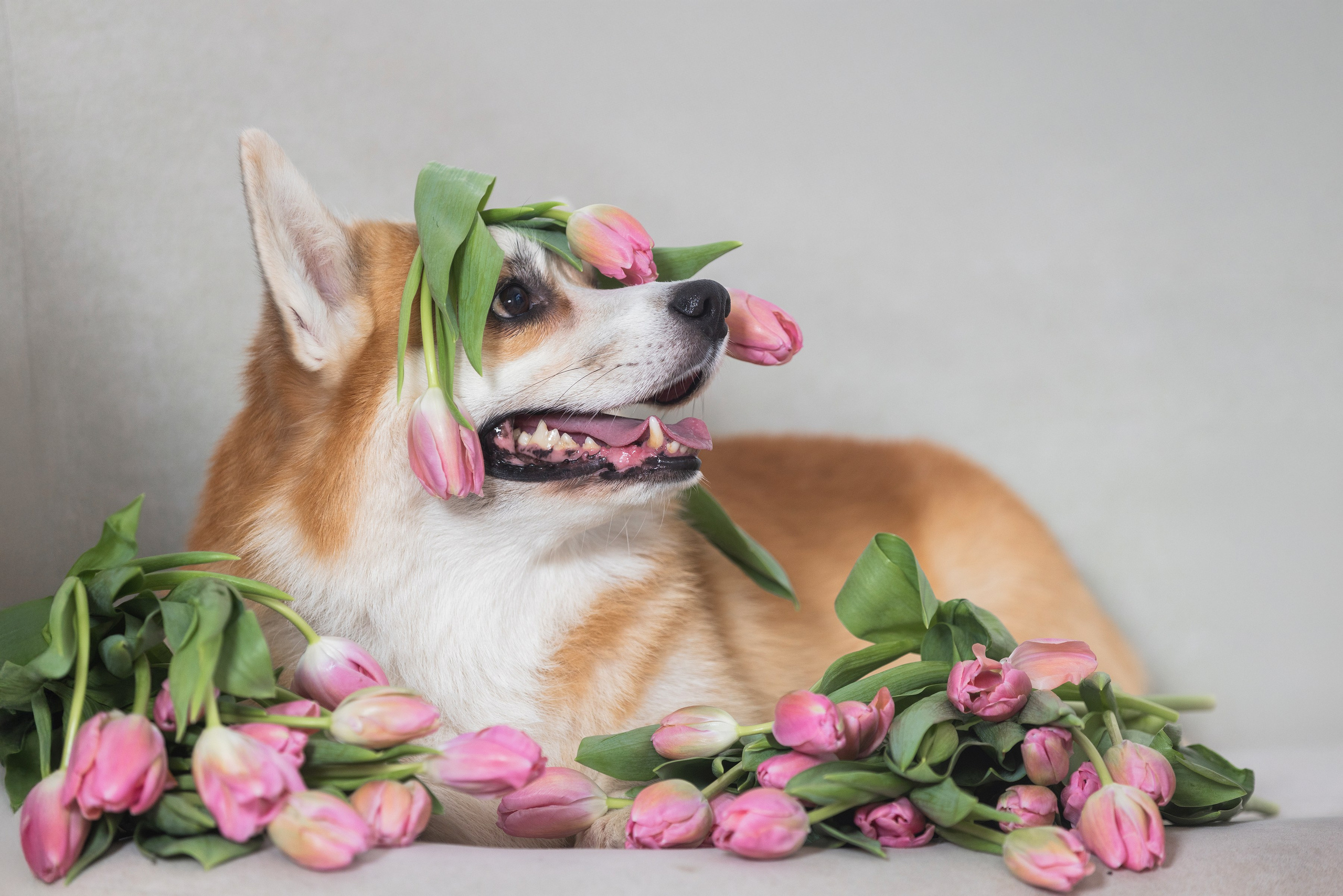 Собаки и не только. Фотограф Алена Звездина