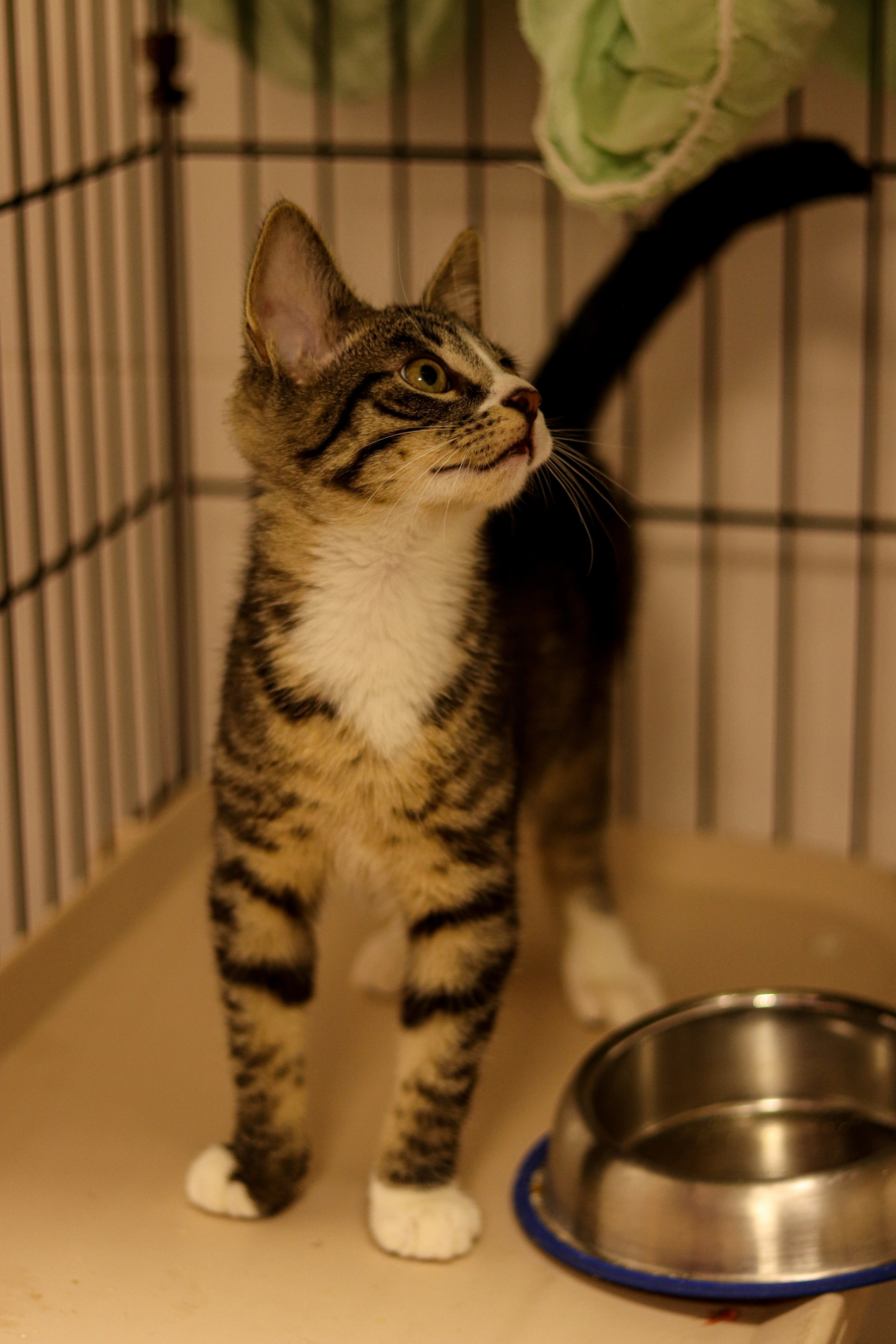 Петербургский дом кота (27 июня 2024). Ивентный фотограф в Санкт-Петербурге Олег Комков