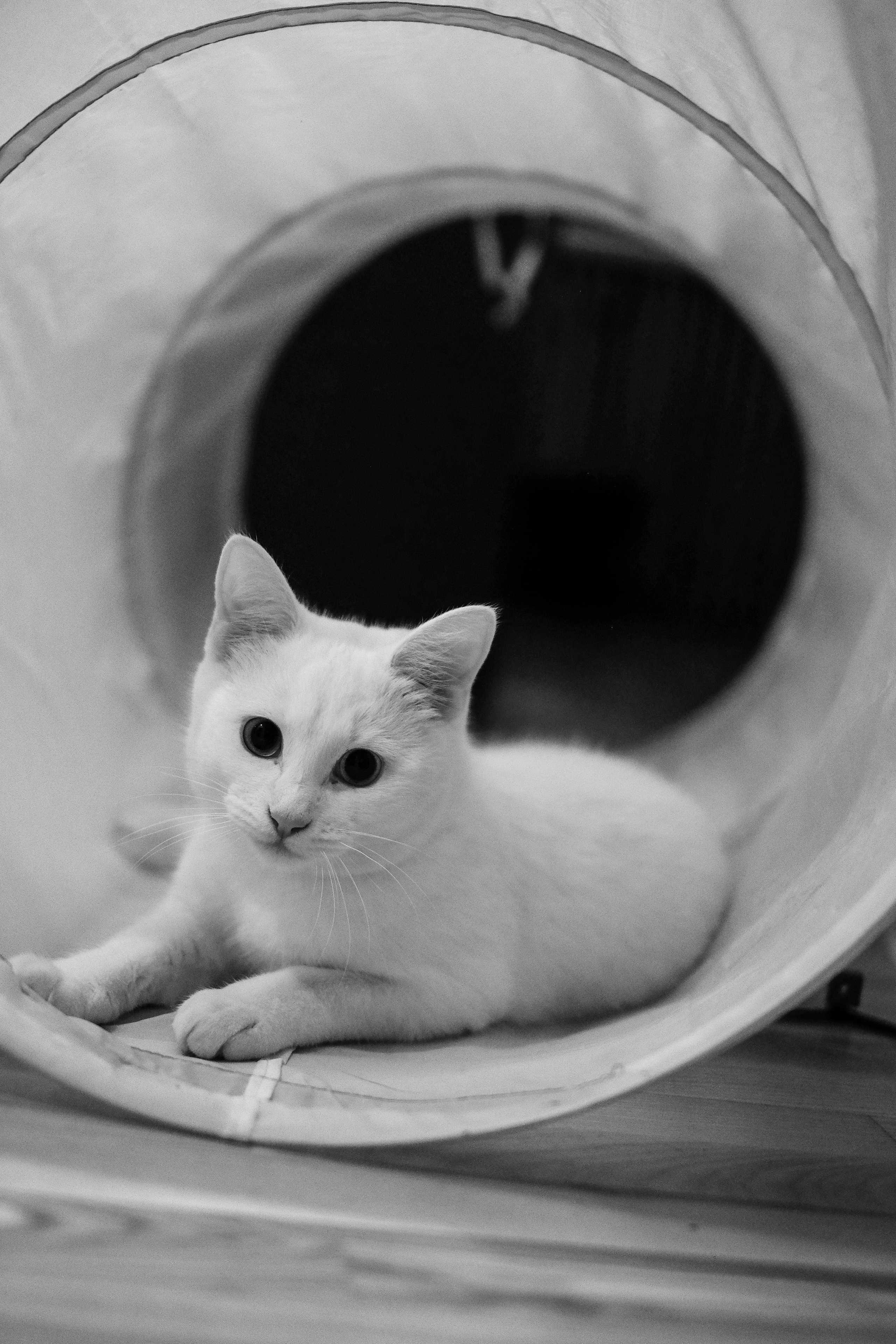 Пешковы. Фотограф в Санкт-Петербурге и Карелии