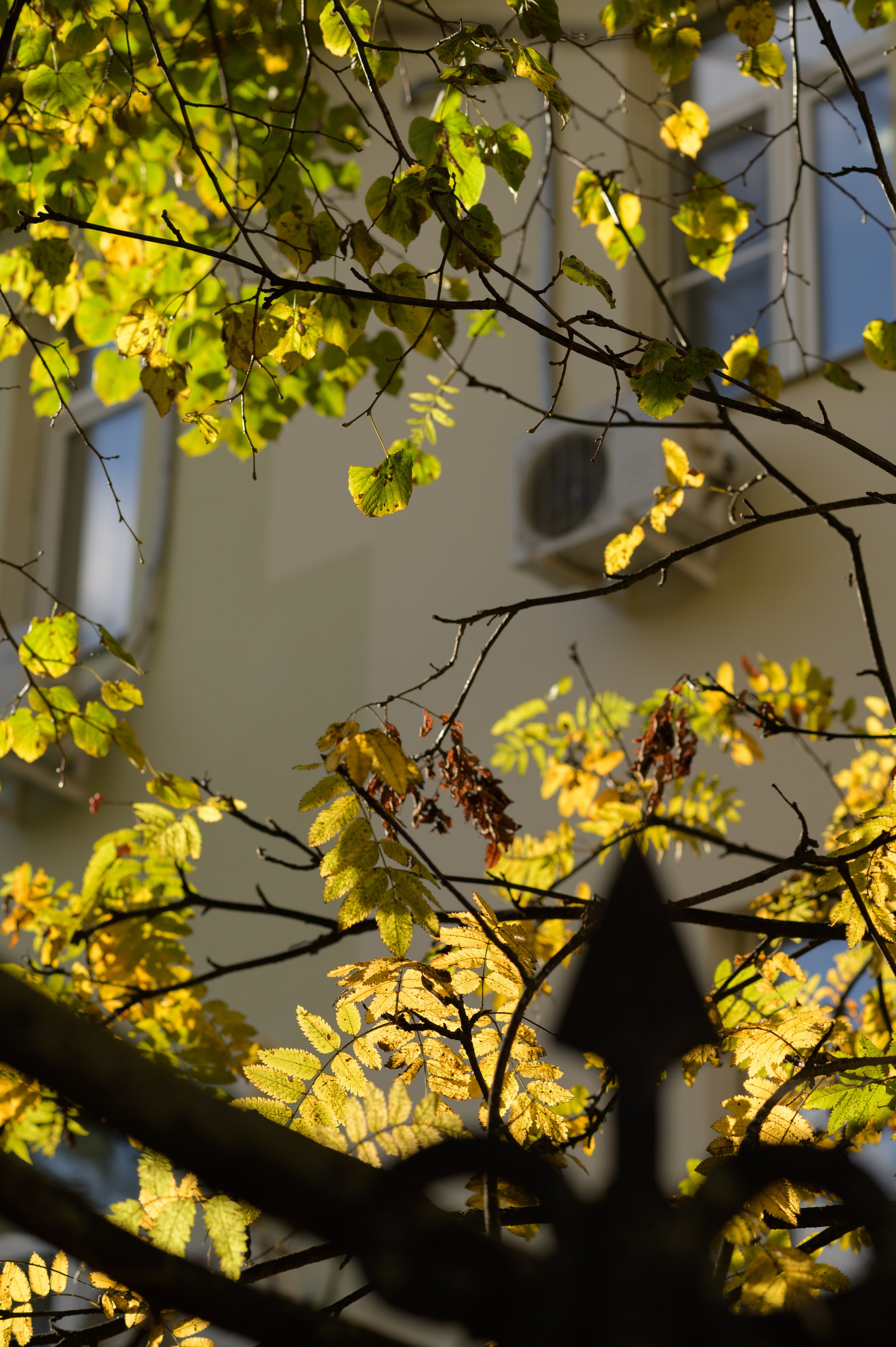 Осенние листья. Анна Боровикова, фотограф Пушкино