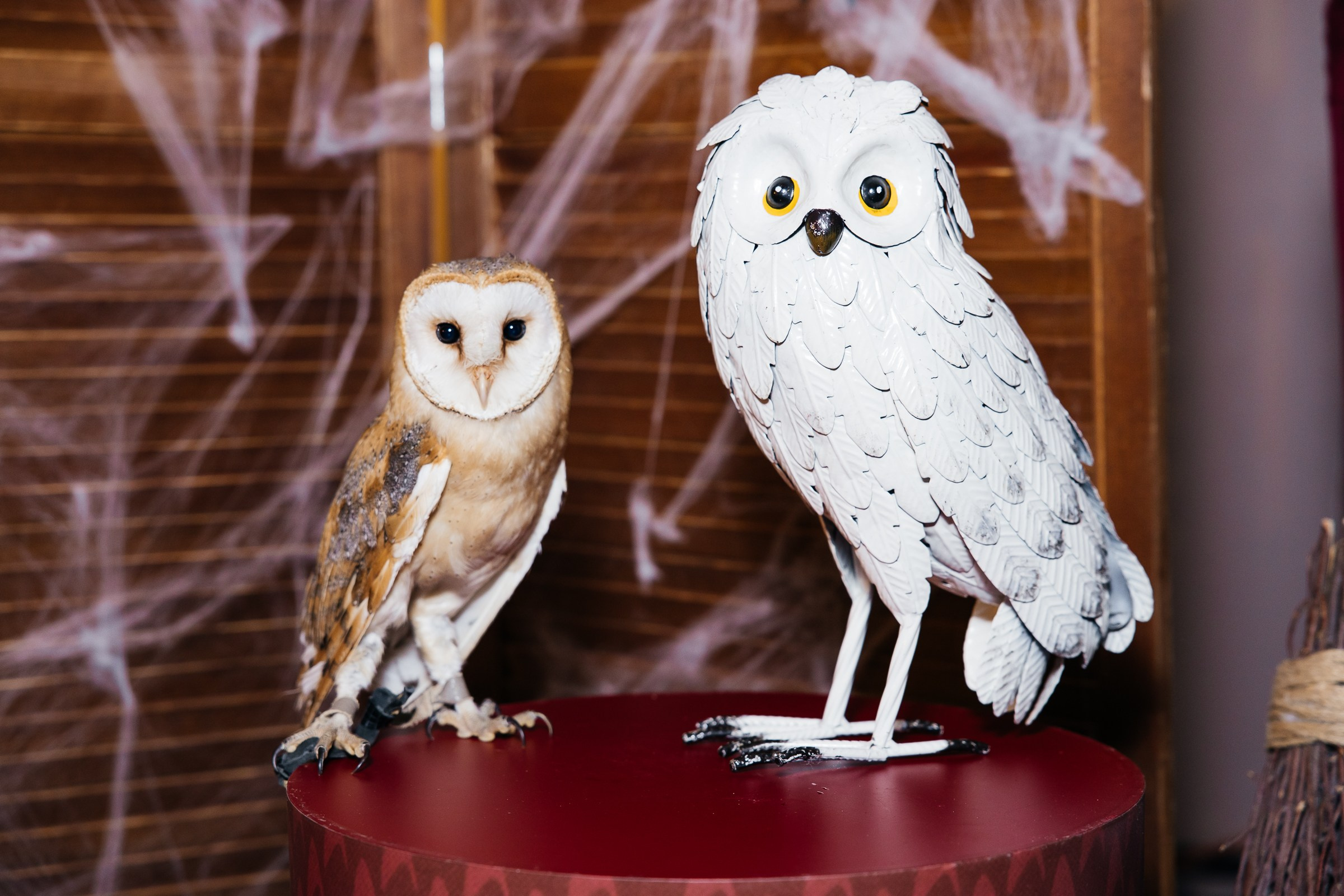 Марго 8 лет. Репортажный и свадебный фотограф Катерина Потапова