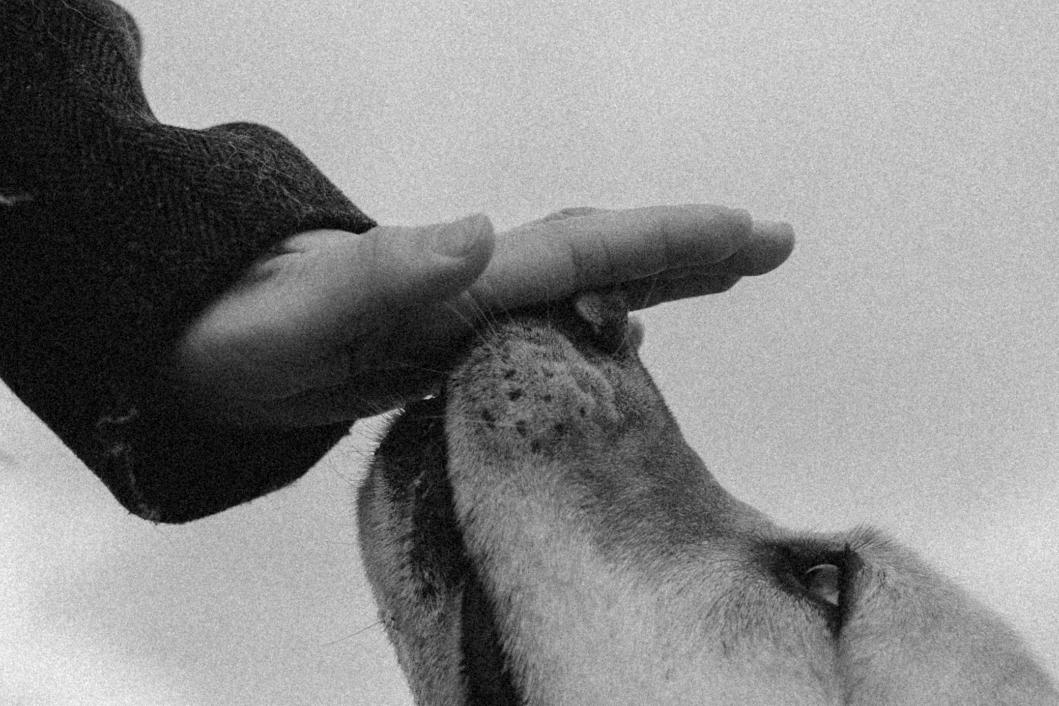 Ирина и Бася. Фотограф — Анималист | Санкт-Петербург