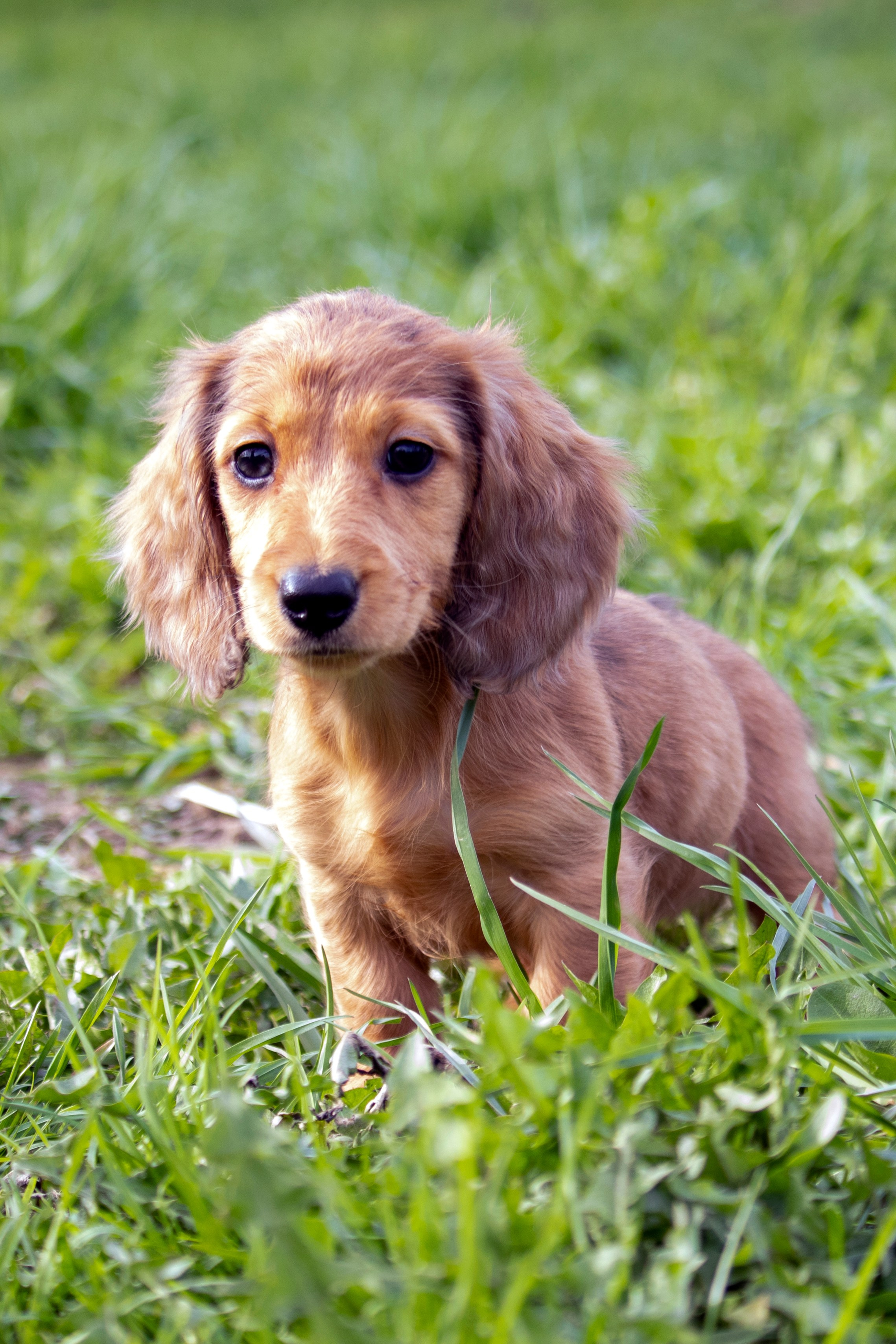 Собаки. Фотограф в Вязьме