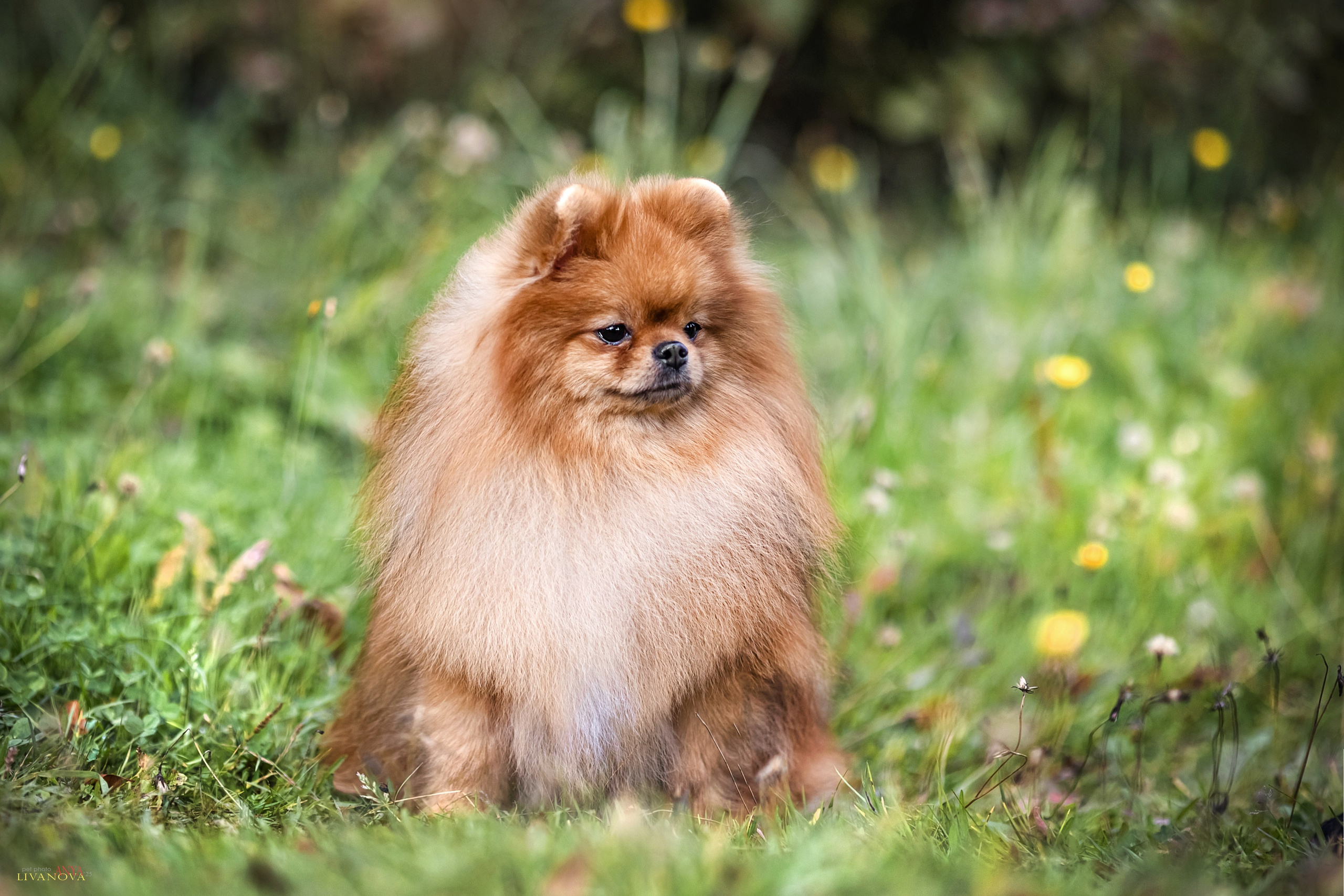 Шпицы. Фотограф анималист Аня Ливанова | Рыбинск