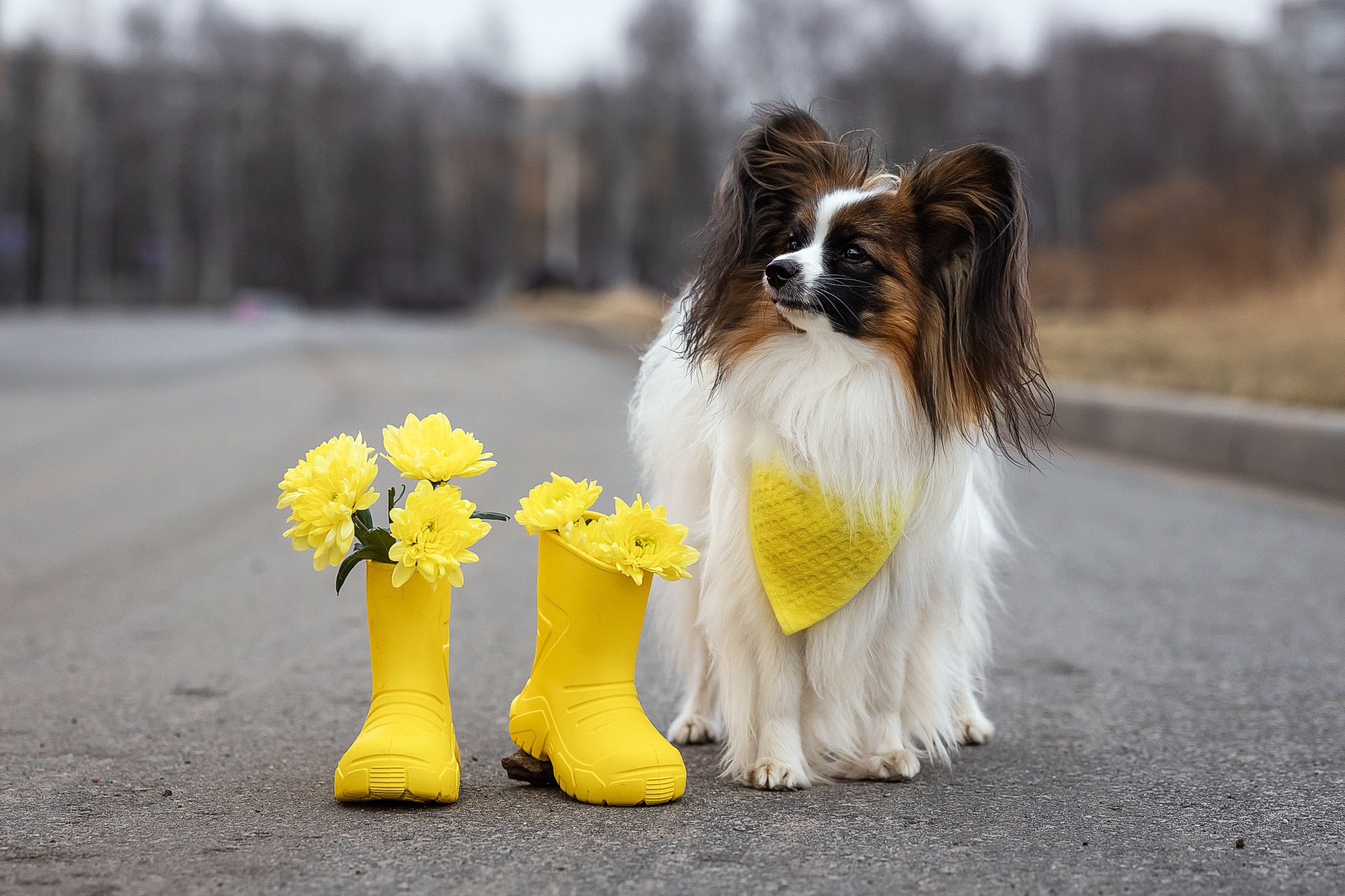 Хьюстон. Фотограф анималист Аня Ливанова | Рыбинск