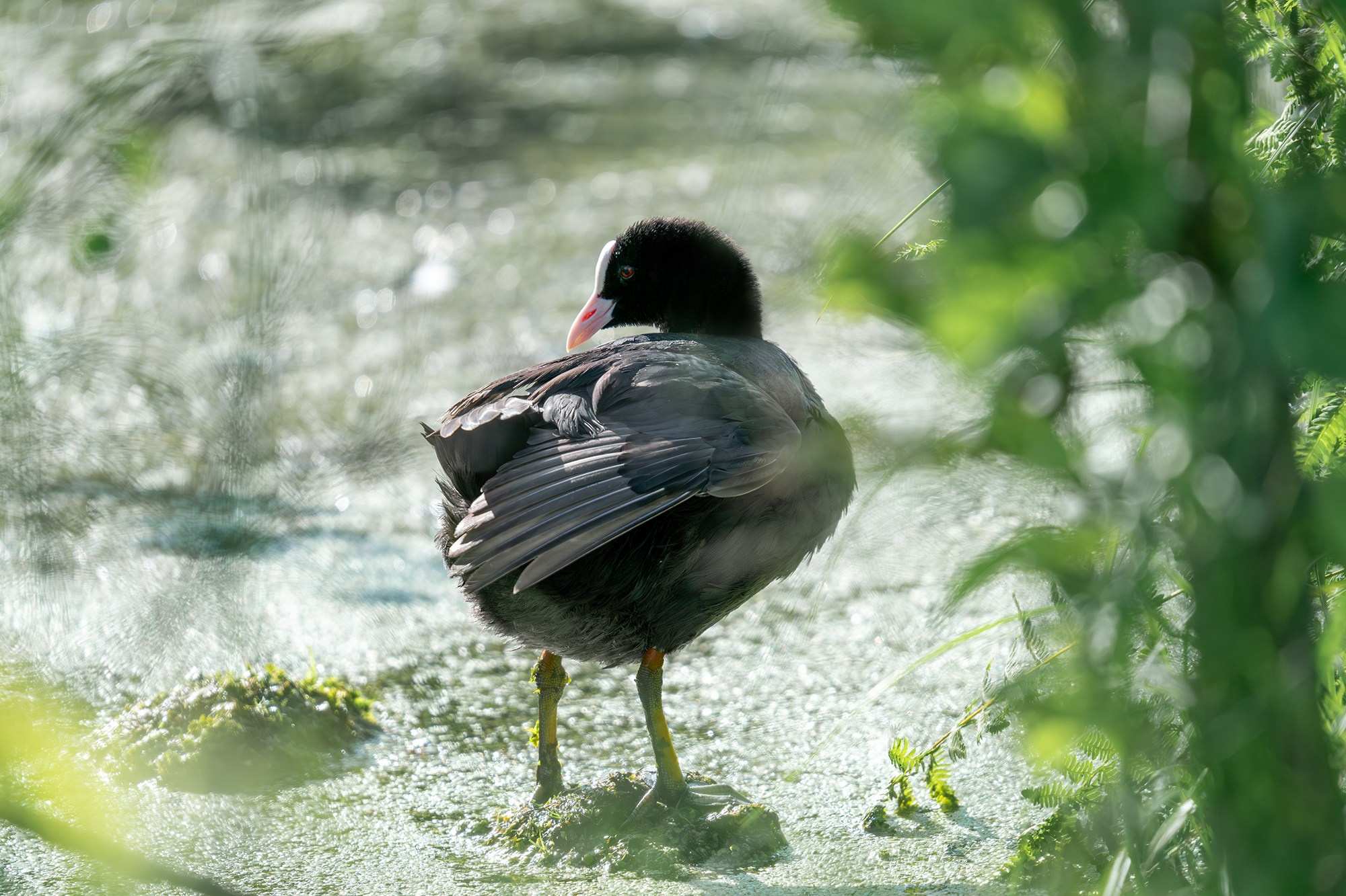 Удивительные мир птиц. Вокруг нас столько прекрасного — присмотритесь!. Ваш личный фотограф Марина Волкова