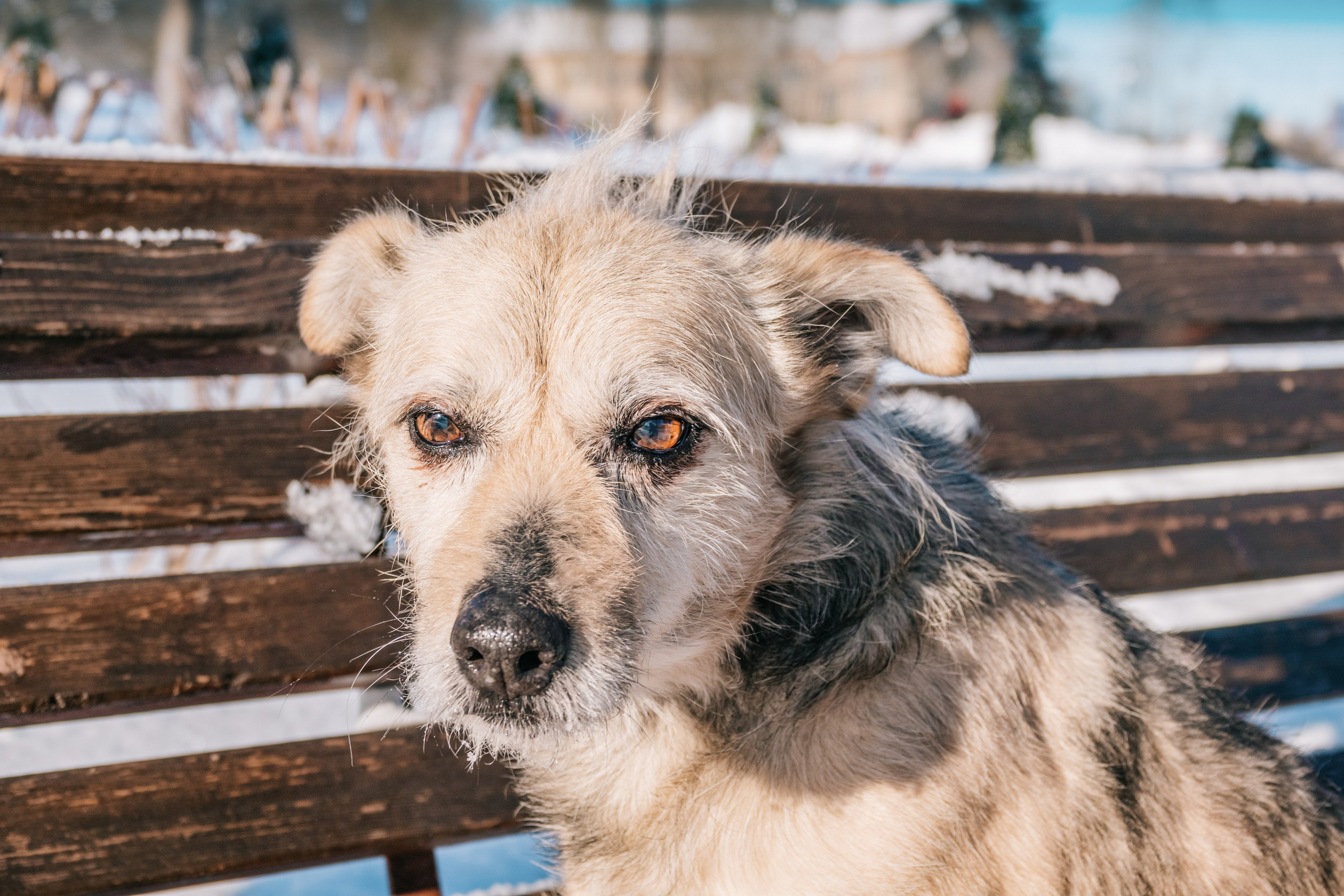 Ёжик. Фотограф-анималист в Москве Юлия Лайхо
