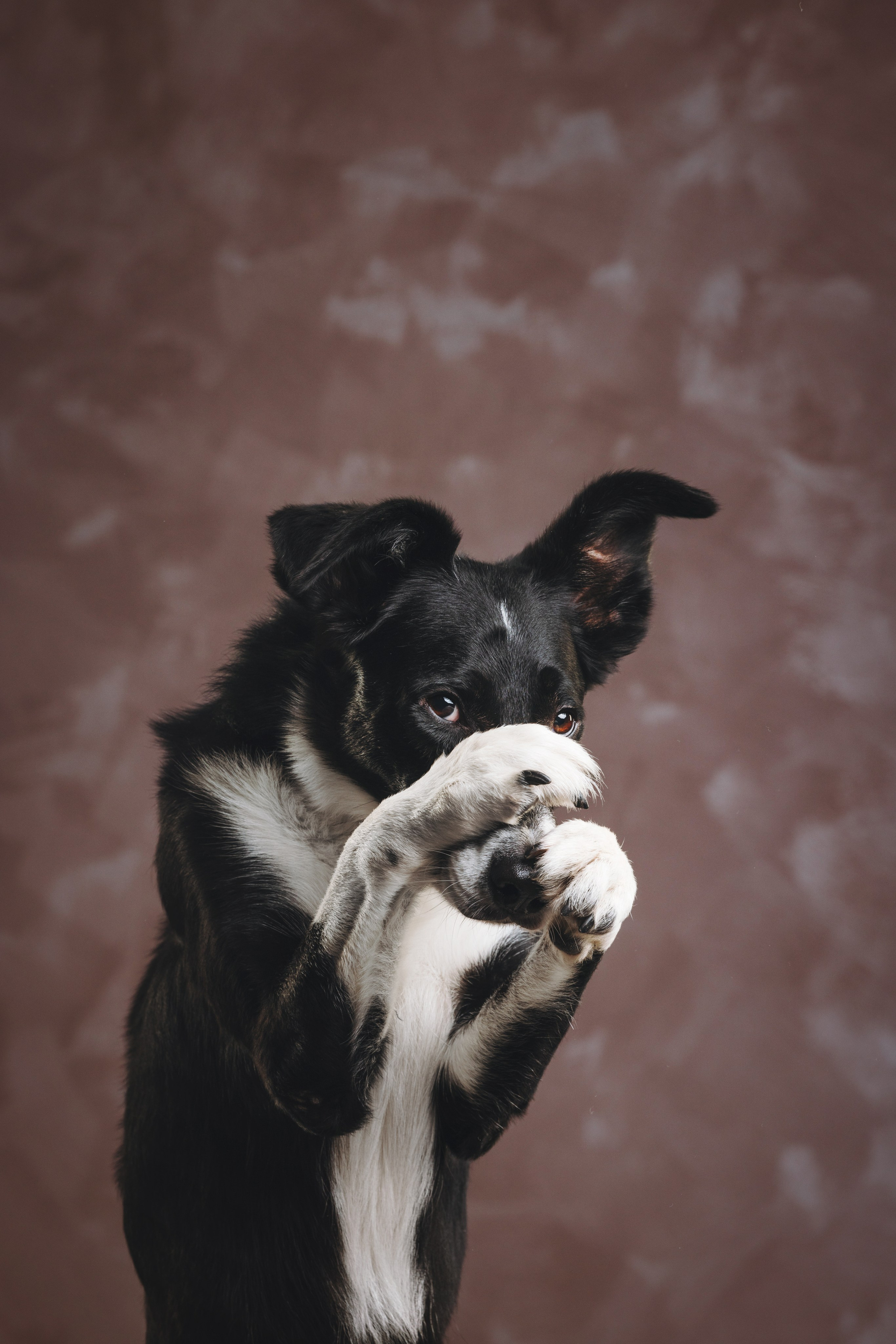Бордер-колли. Фотограф анималист Осипчикова Мария