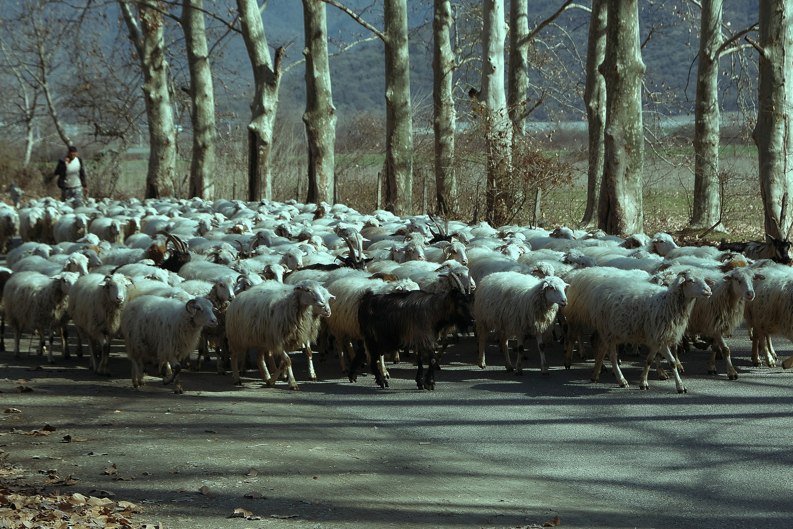Грузия. Фотограф Настя Лев