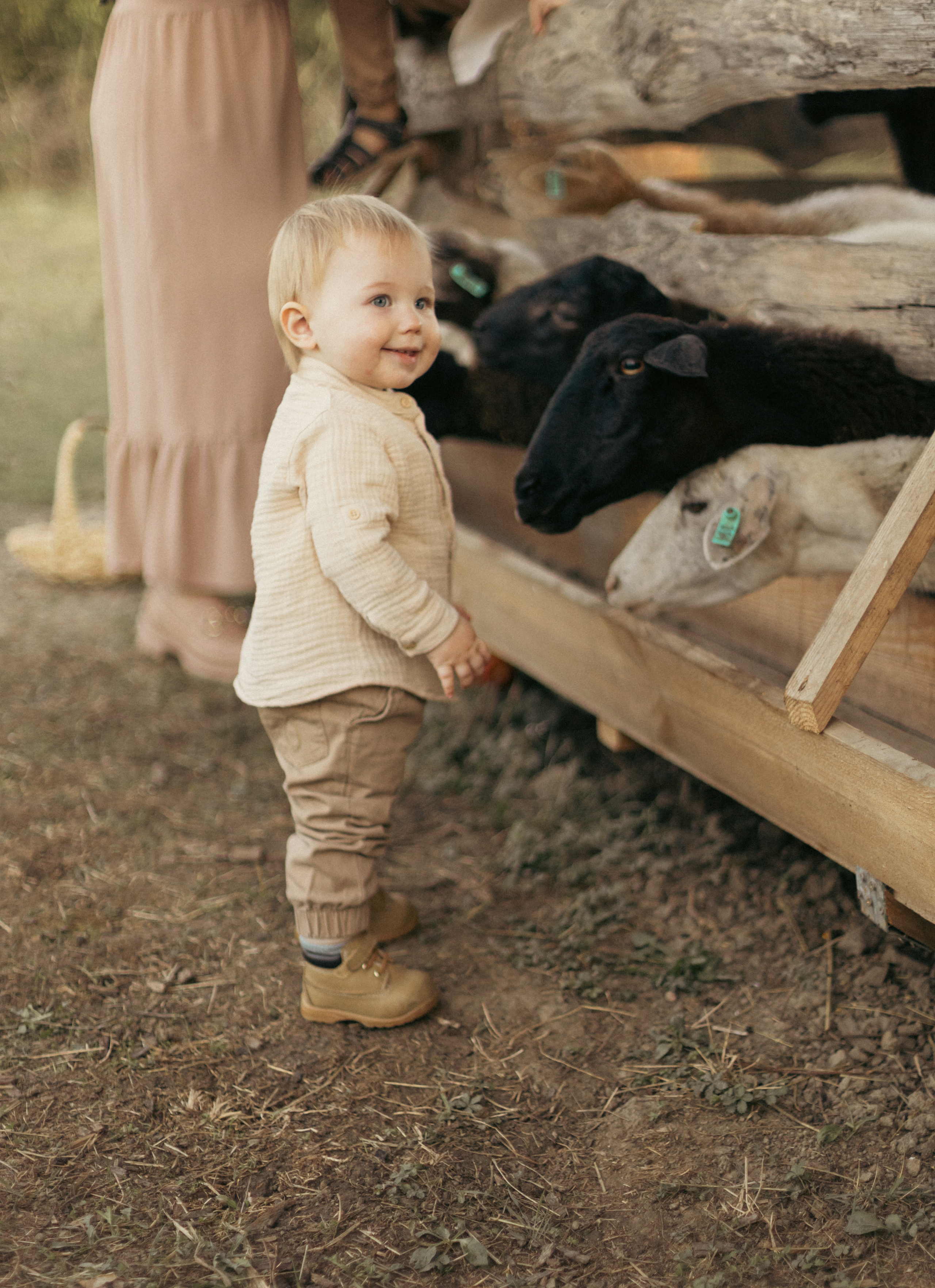 На ферме с овечками. Фотограф из Краснодара Мария Приходько