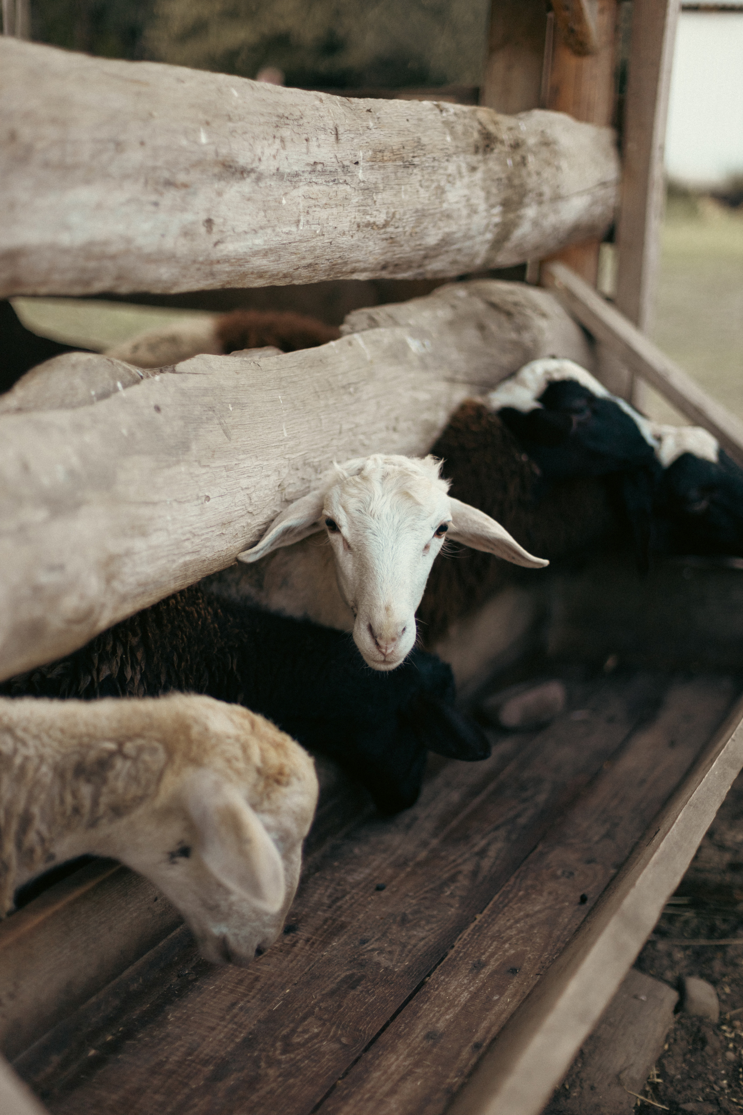 На ферме с овечками. Фотограф из Краснодара Мария Приходько