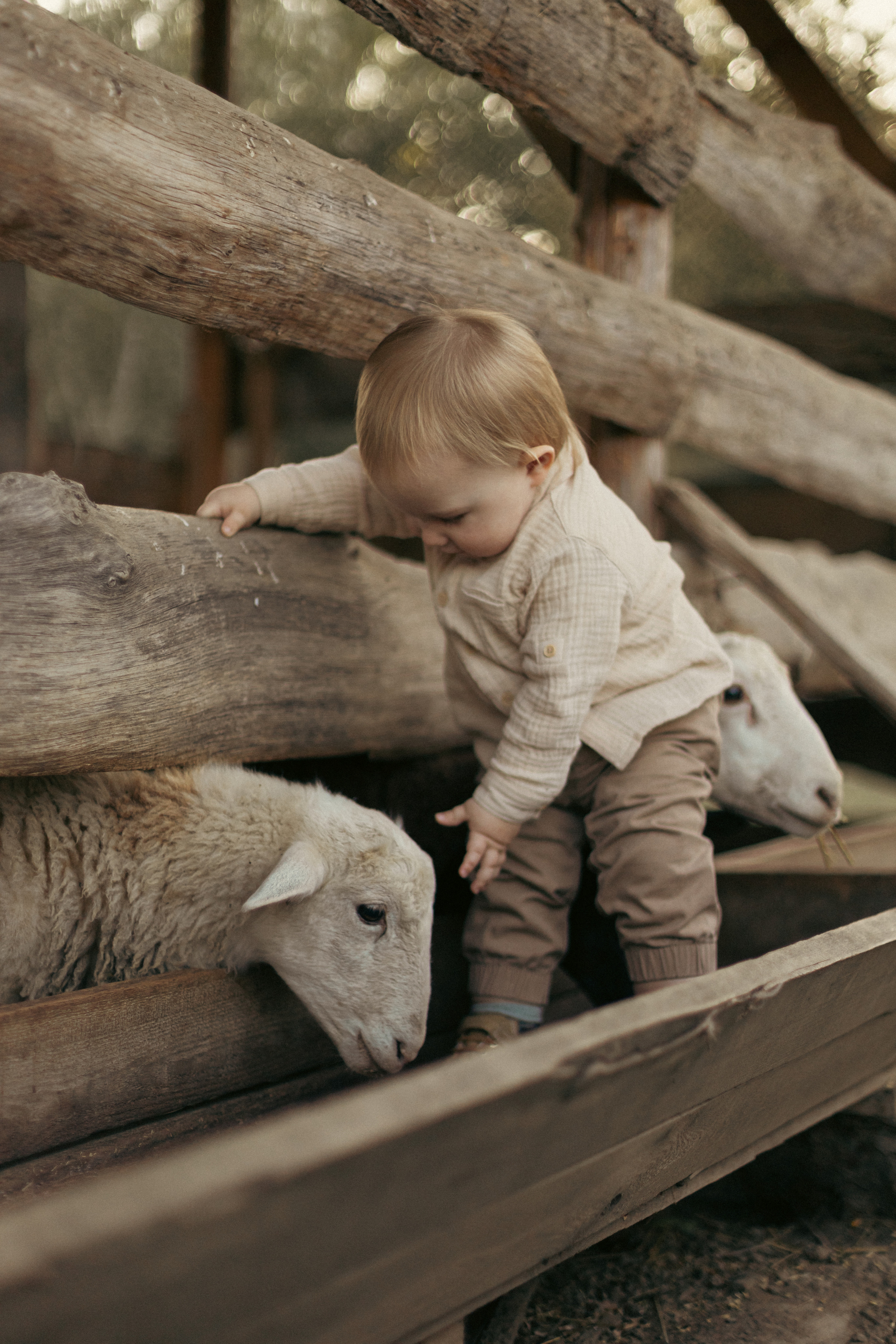 На ферме с овечками. Фотограф из Краснодара Мария Приходько