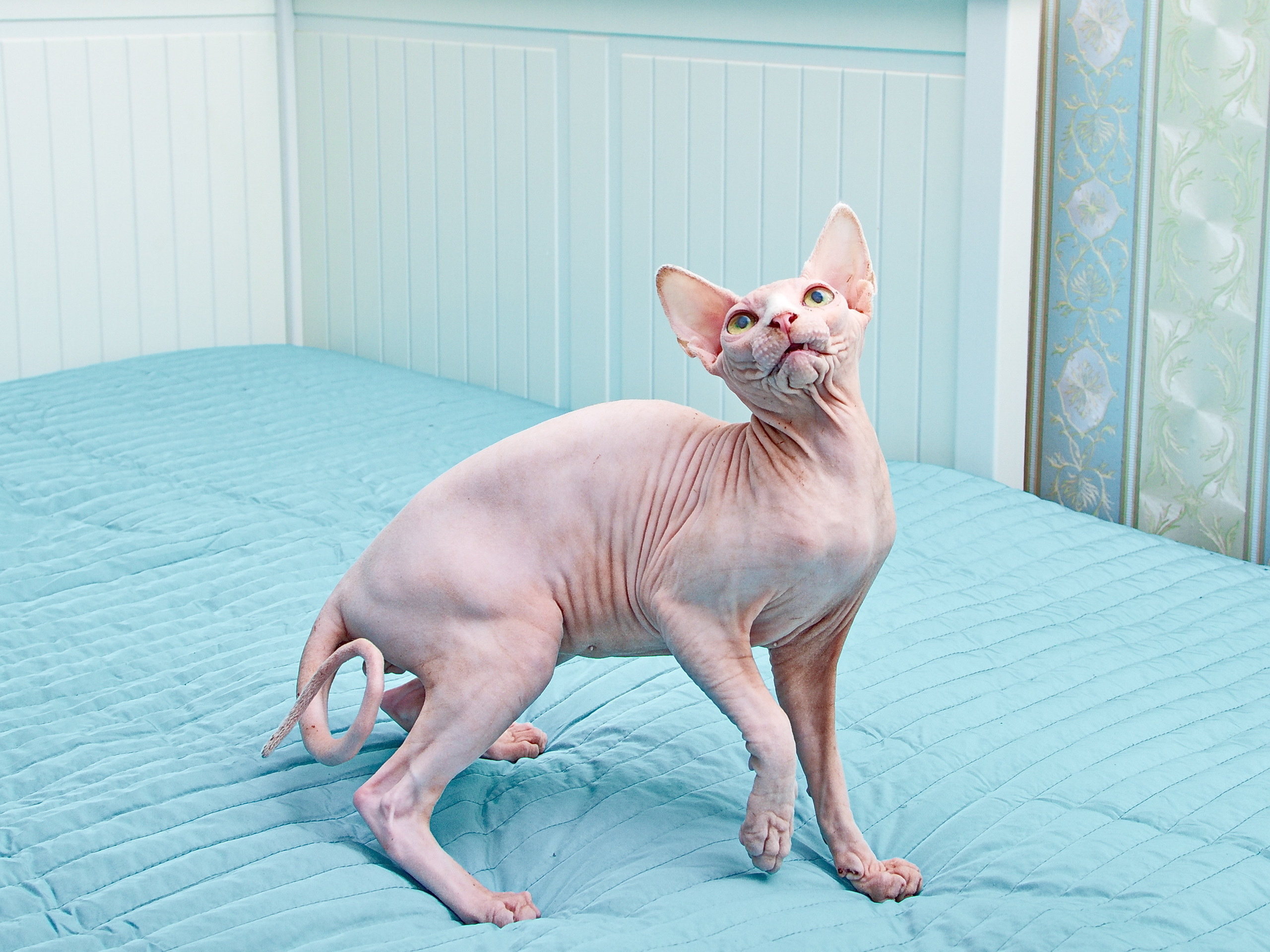 ретро фотосессия спб, фотосессия недорого спб, семейная фотосессия спб, детская фотосессия спб, фотосессия спб, фотостудия спб, фото крестины ребенка спб, семейный фотограф, семейное фото, деловой портрет, бизнес портрет, фотопрогулка, фотопрогулка спб, съемка с животными, съемка животных