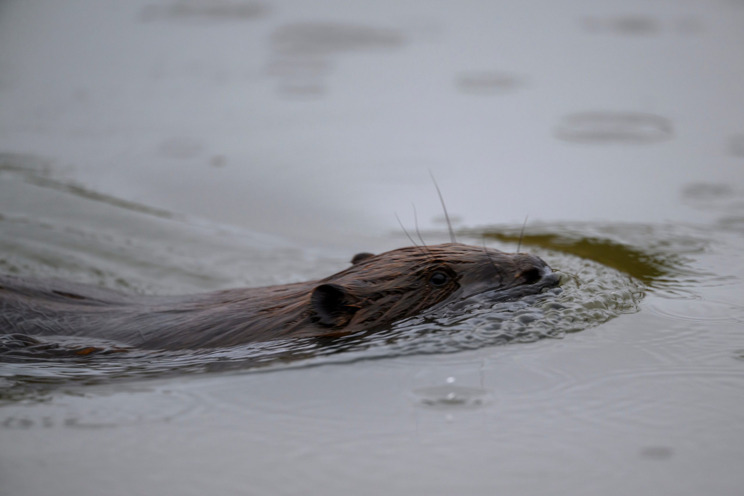 Большой кроншнеп. Фотограф Сергей Пупонин
