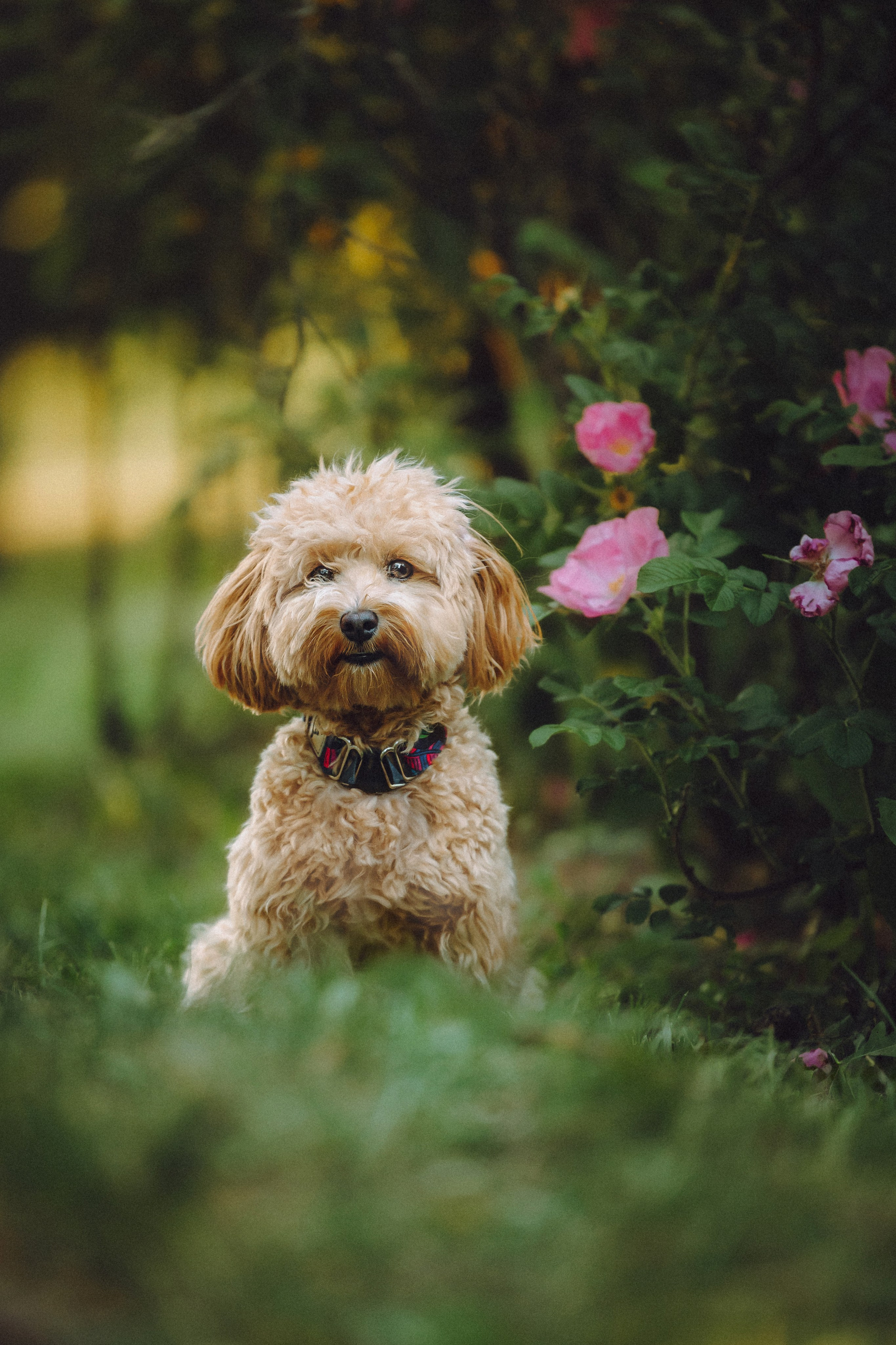 Фред и его семья