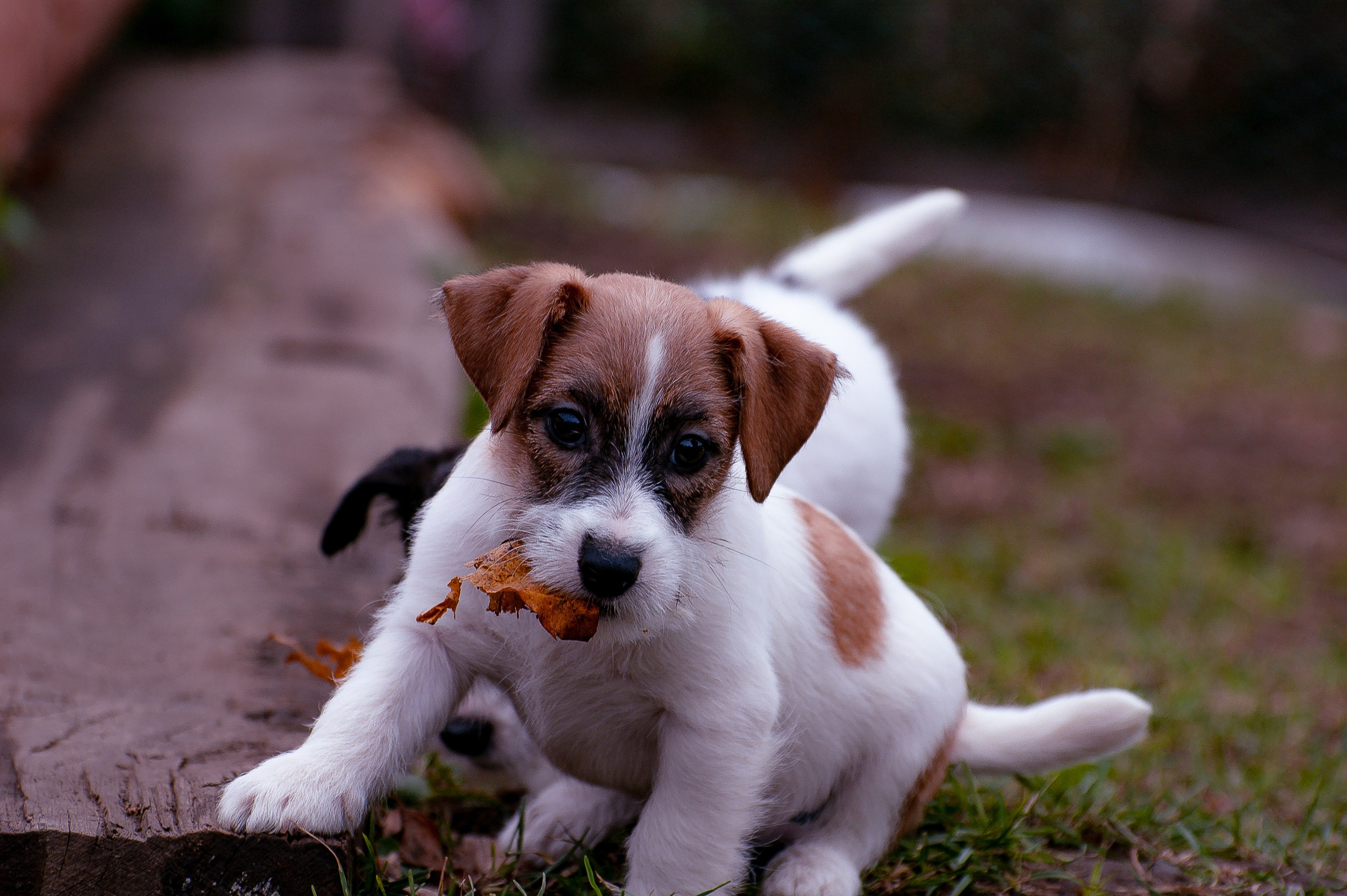 Щенок бело-рыжий джек рассел терьер. КАНЕ МАЭСТРО — питомник Джек рассел терьеров