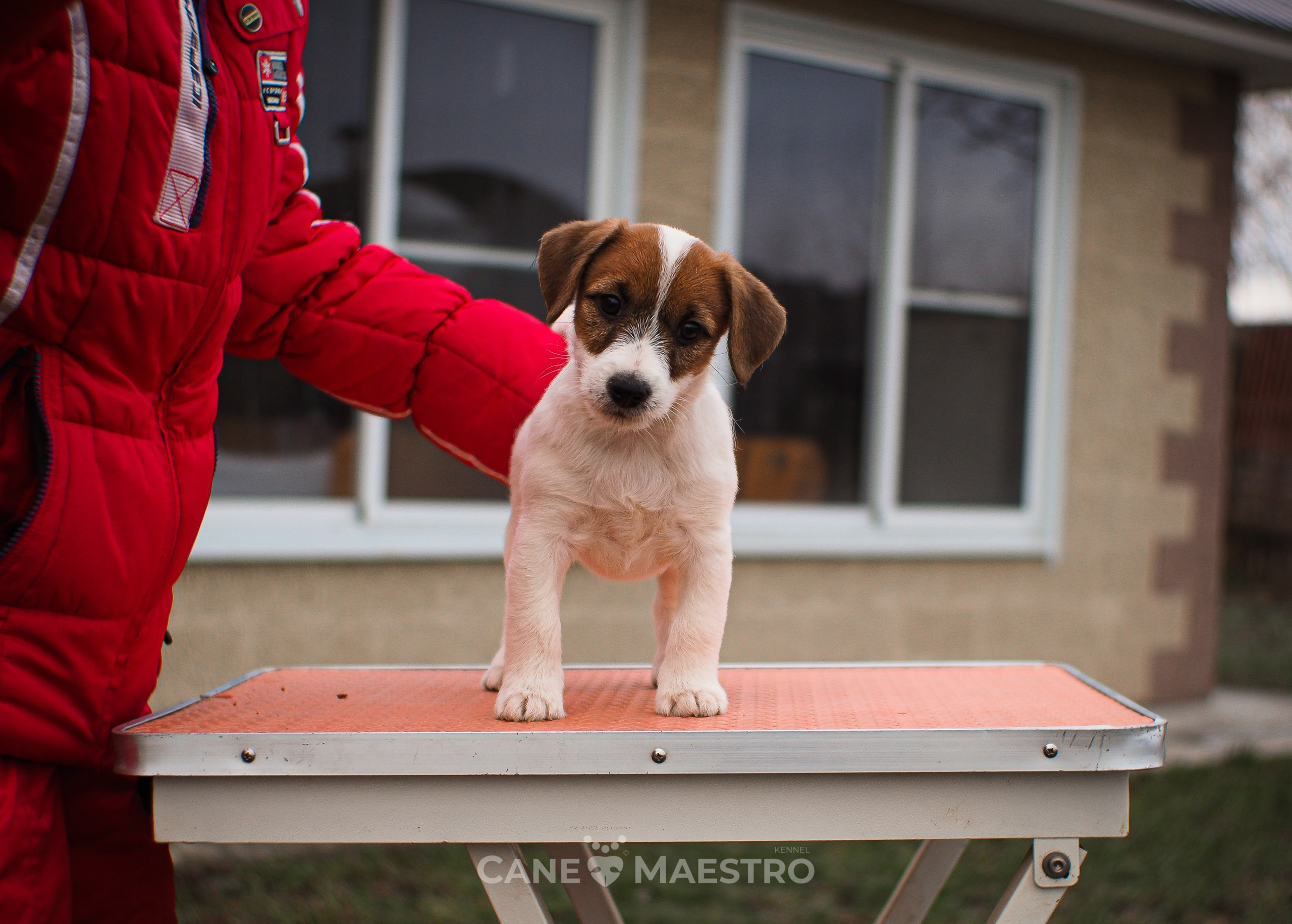 3КОБЛ_СНЕГОВИК. CANE MAESTRO — kennel Jack Russell Terrier