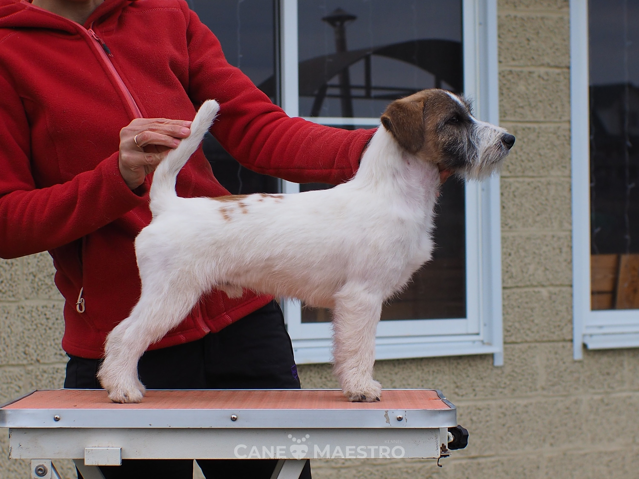 Щенок кобель ДРТ. КАНЕ МАЭСТРО — питомник Джек рассел терьеров