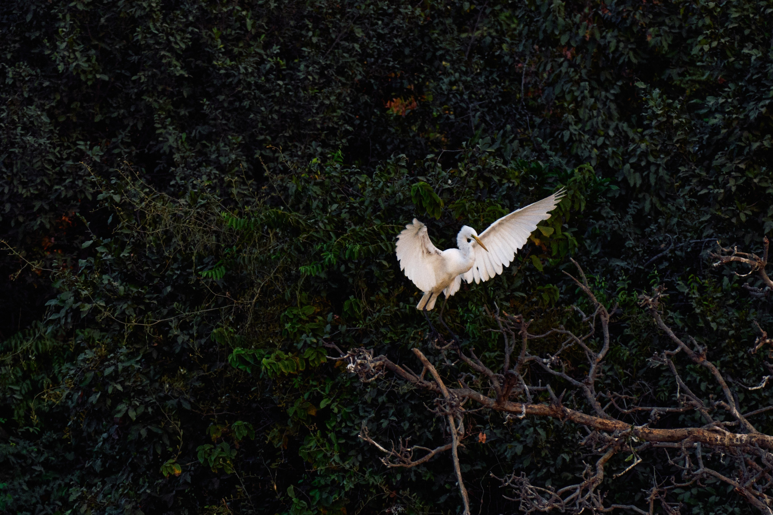 Gambia River. See the moment and catche. commercial and reportage