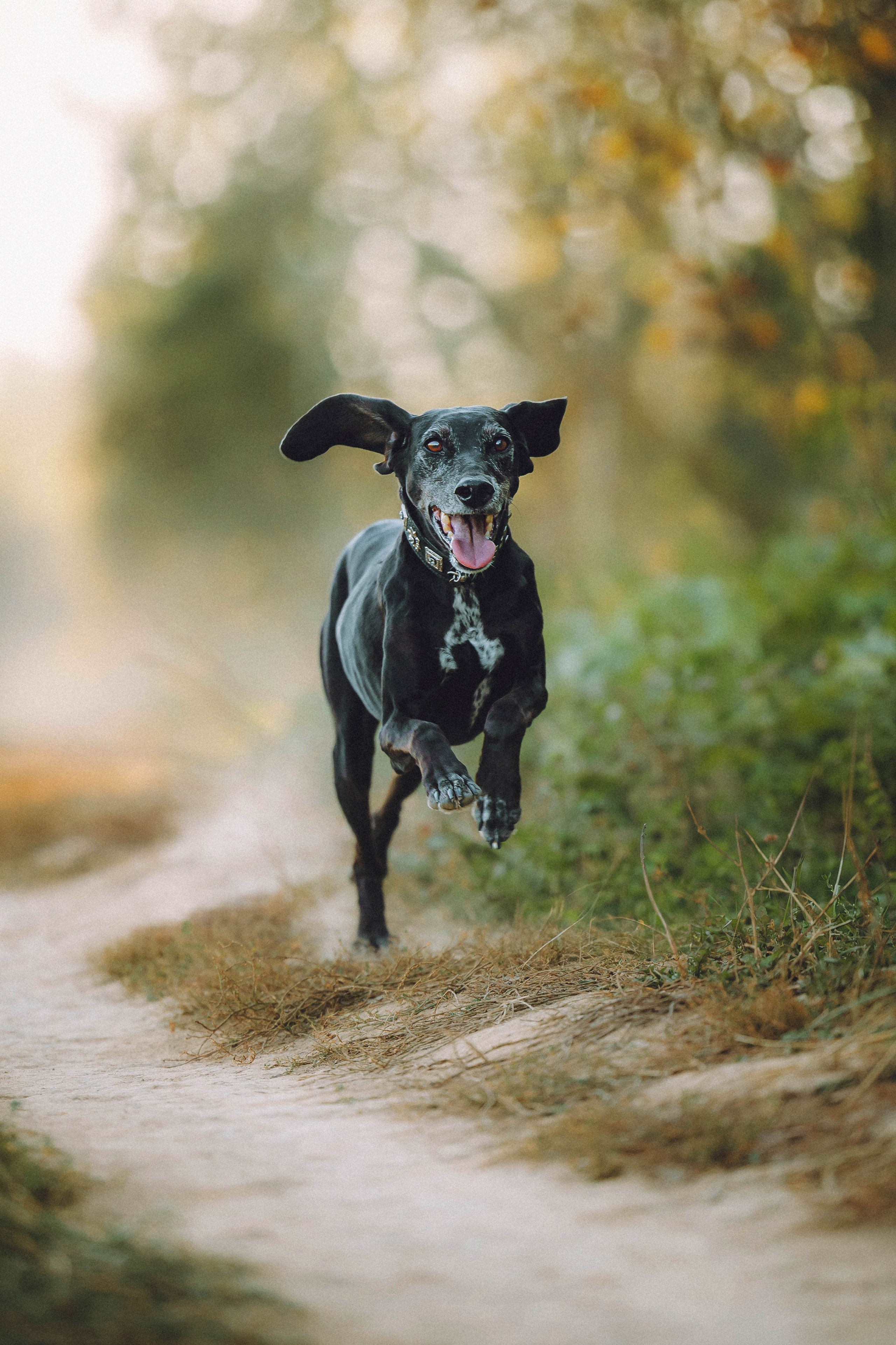Камри и Пафи