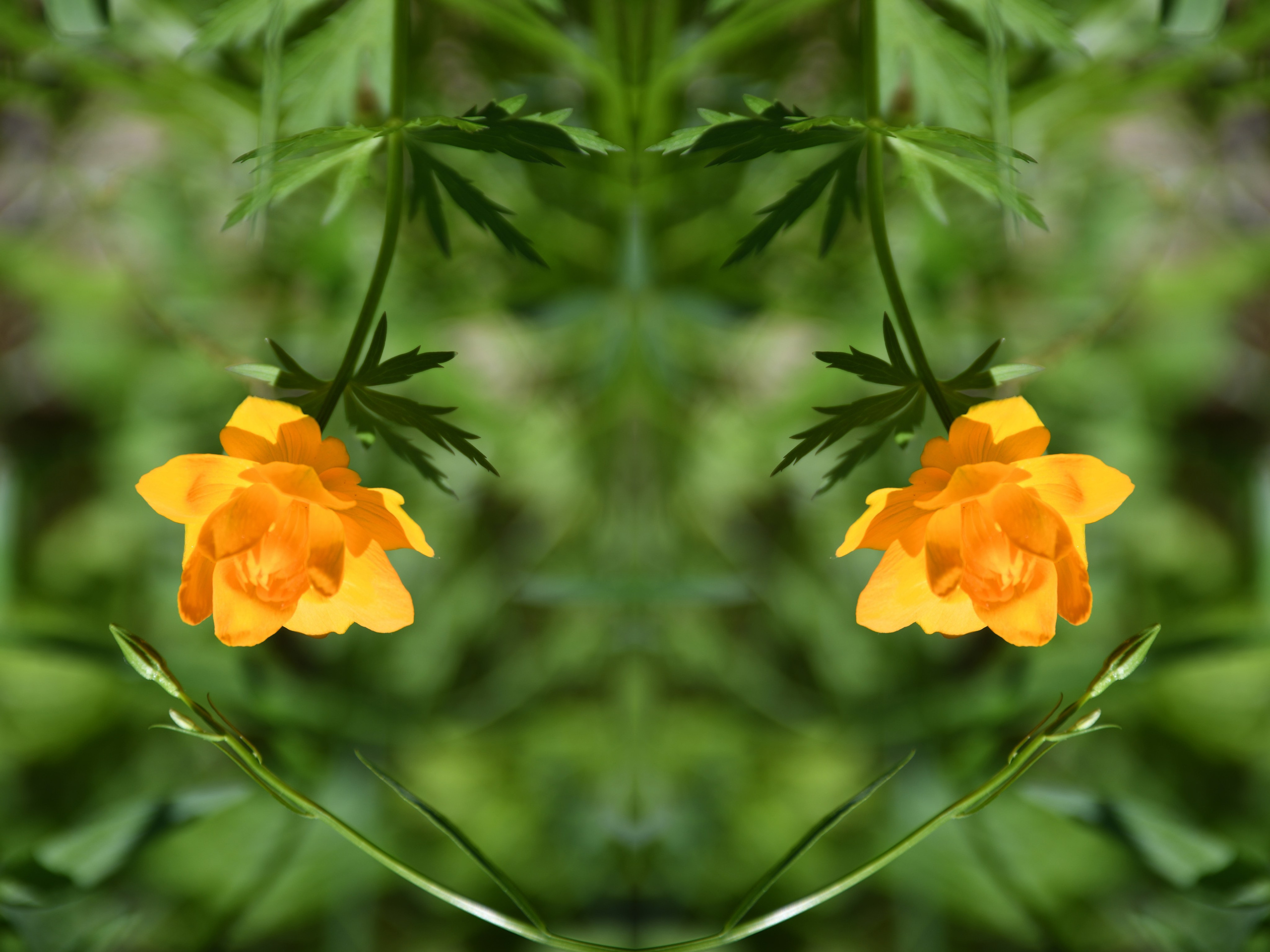 Urban flowers. Арт — фотограф Евгений Наймушин Новокузнецк