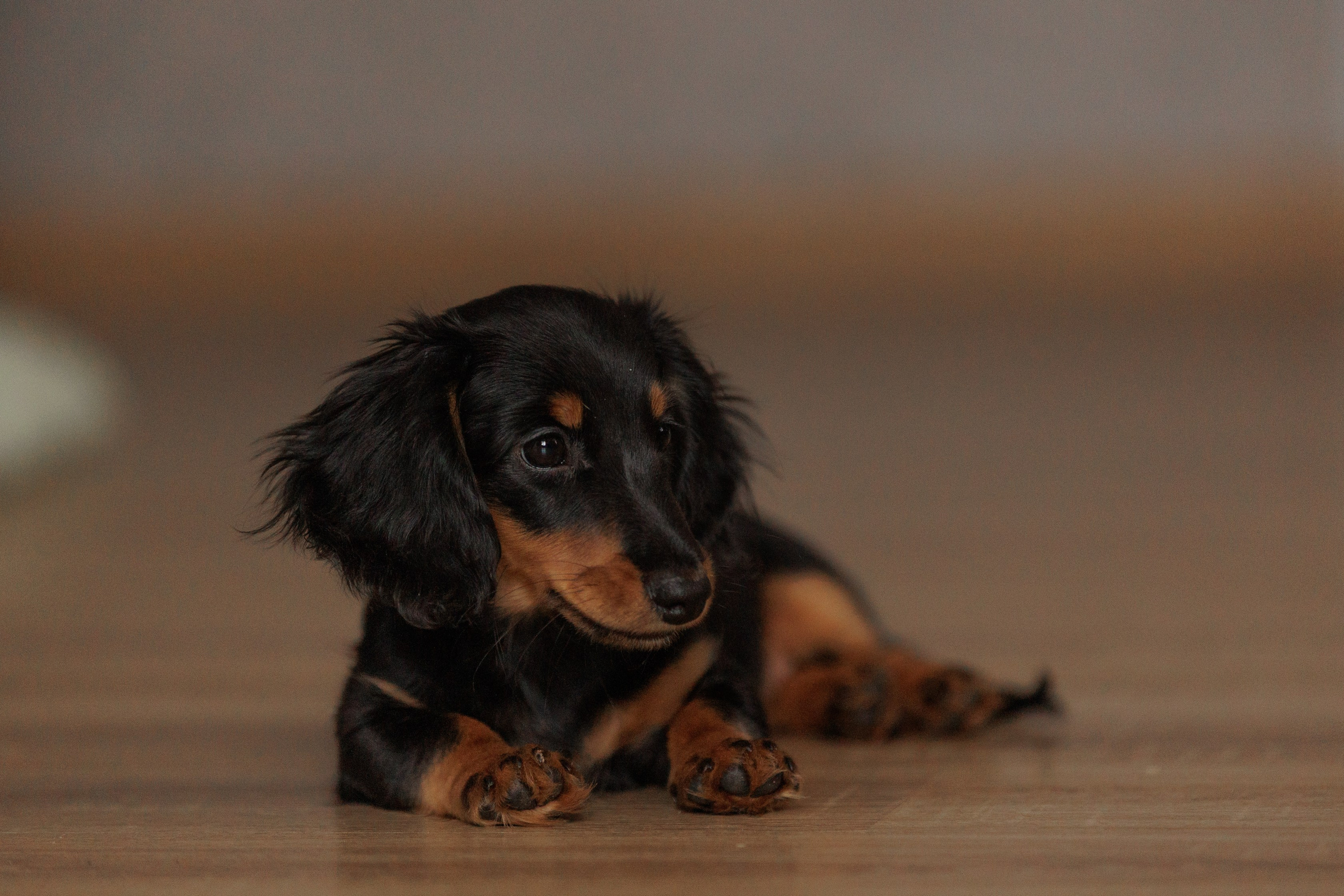 Собаки. Конный фотограф Валынкина Лера