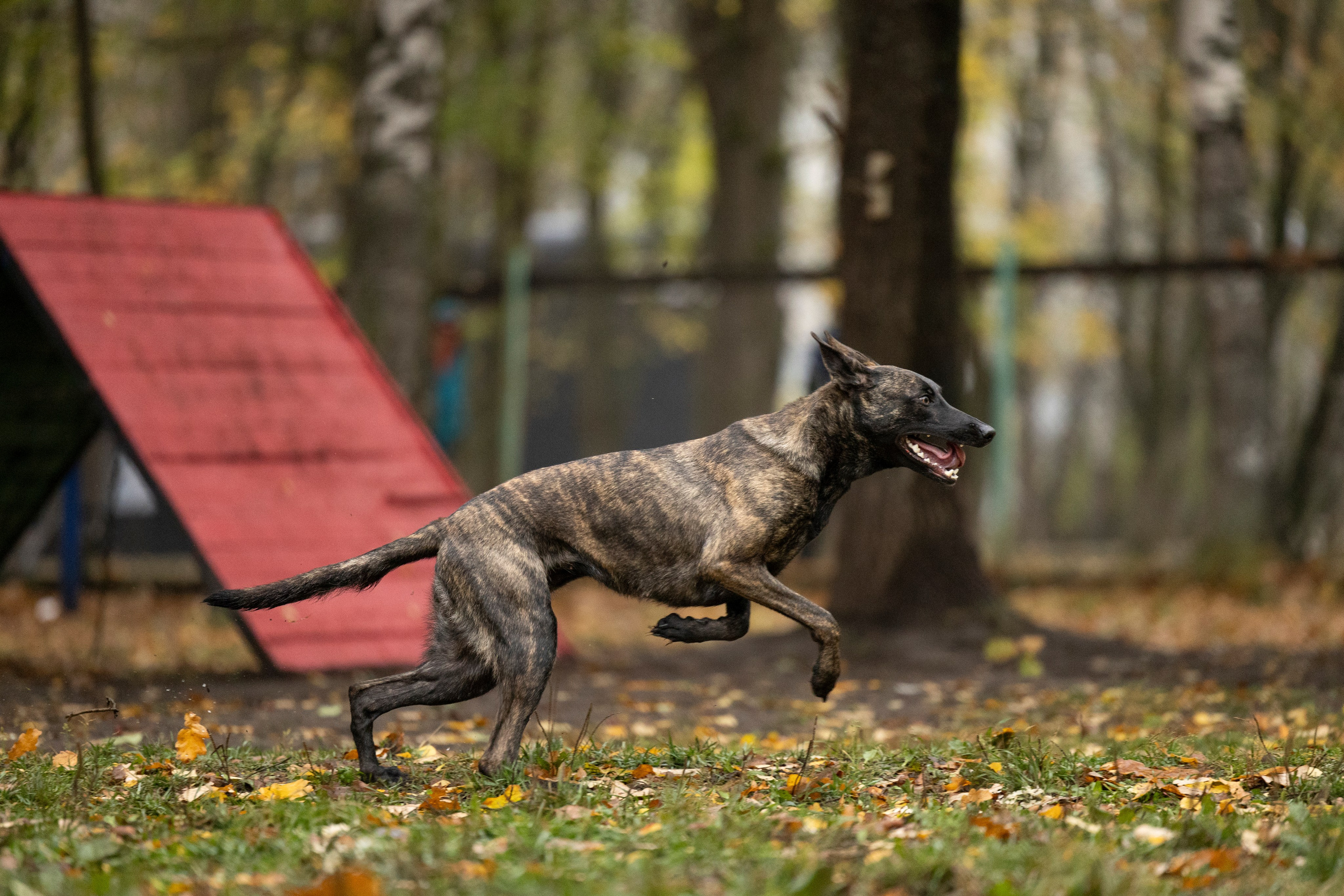 Соревнования по Мондьорингу г. Вологда. Фотограф-анималист Анна Маринич
