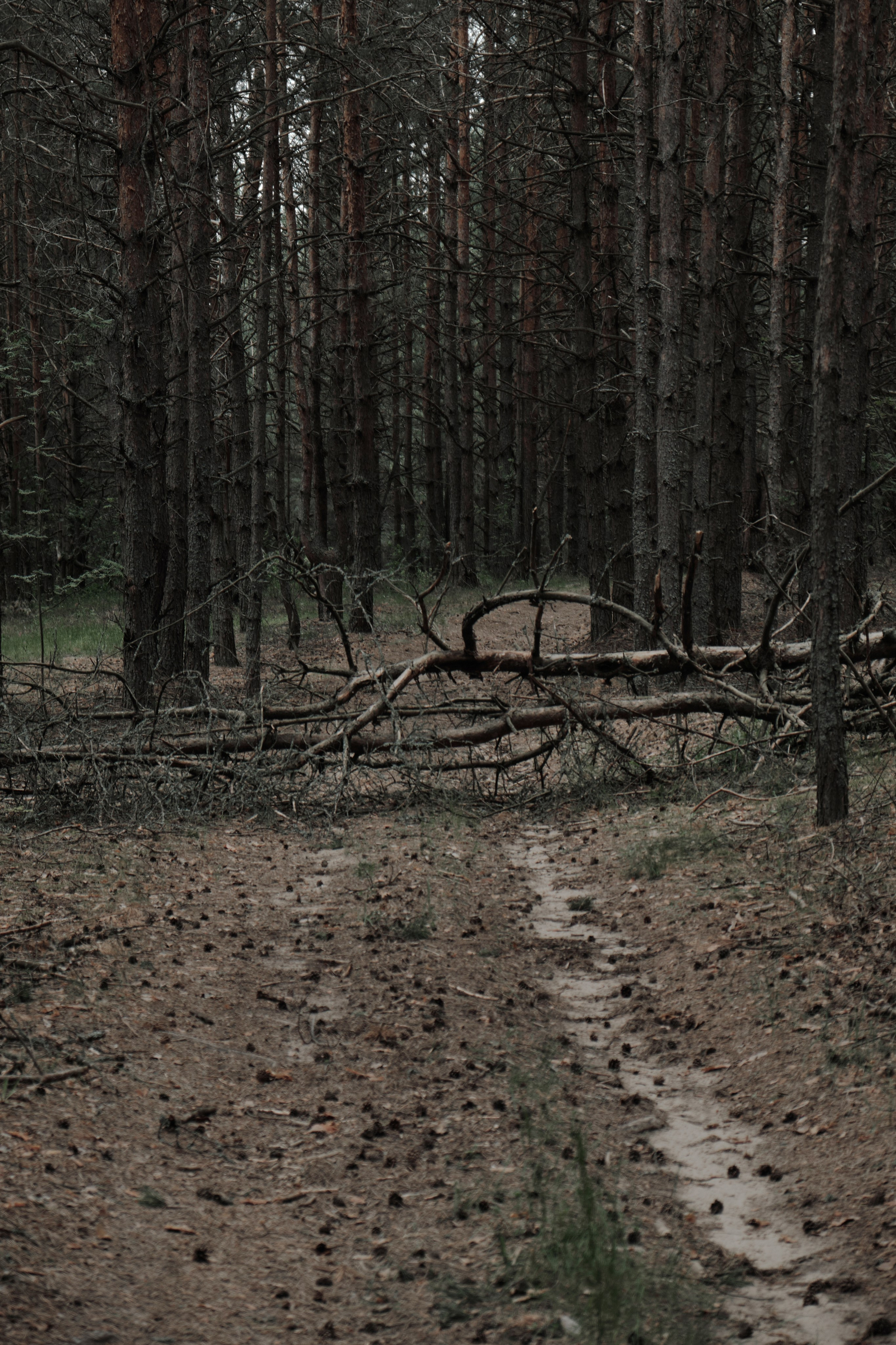 Я приношу к себе лес я себя приношу в лес. Алиса Косарева