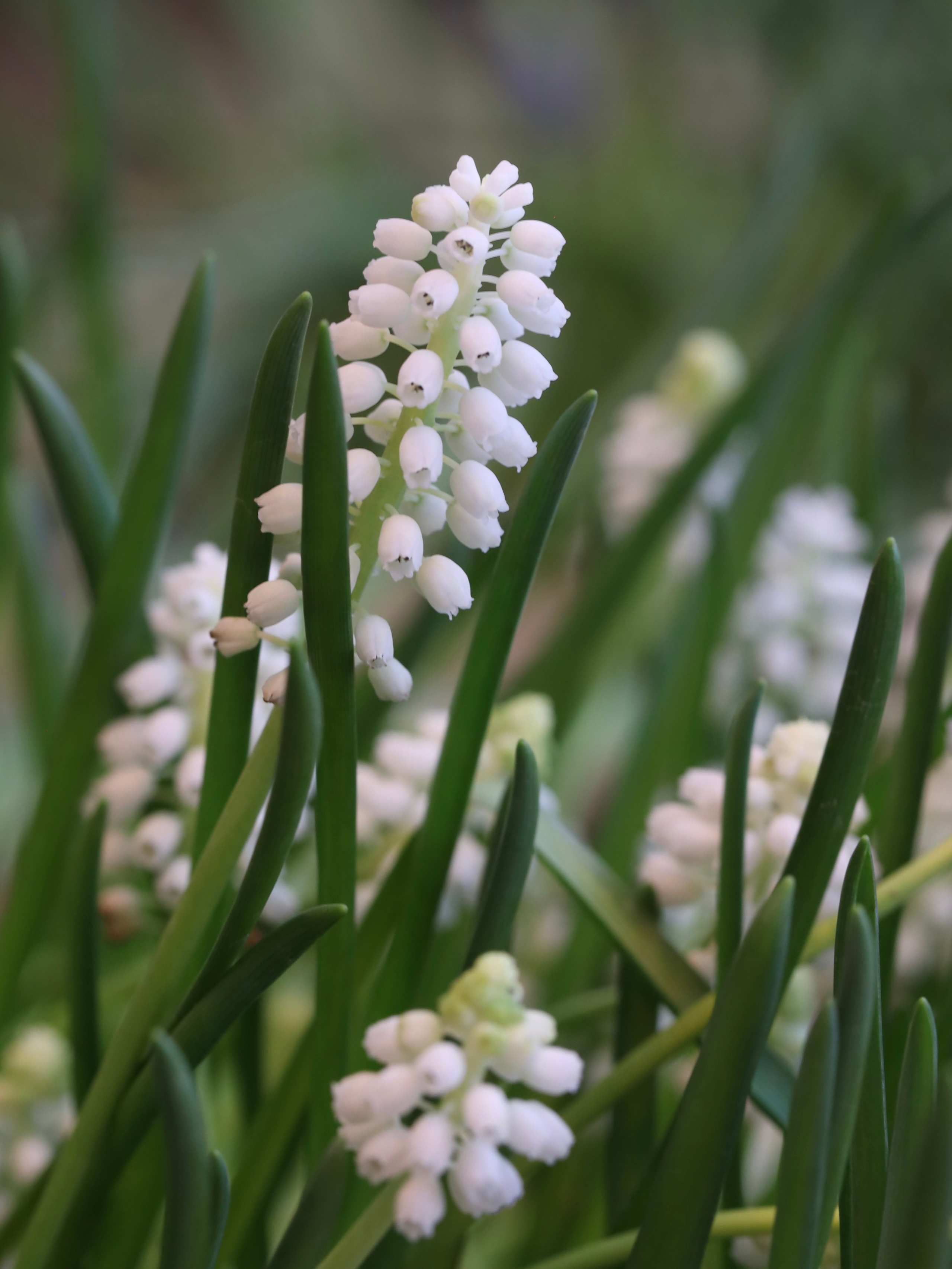 Весенние цветы. Фотосессии и репортаж — Фотограф в Москве — Рина Серёгина