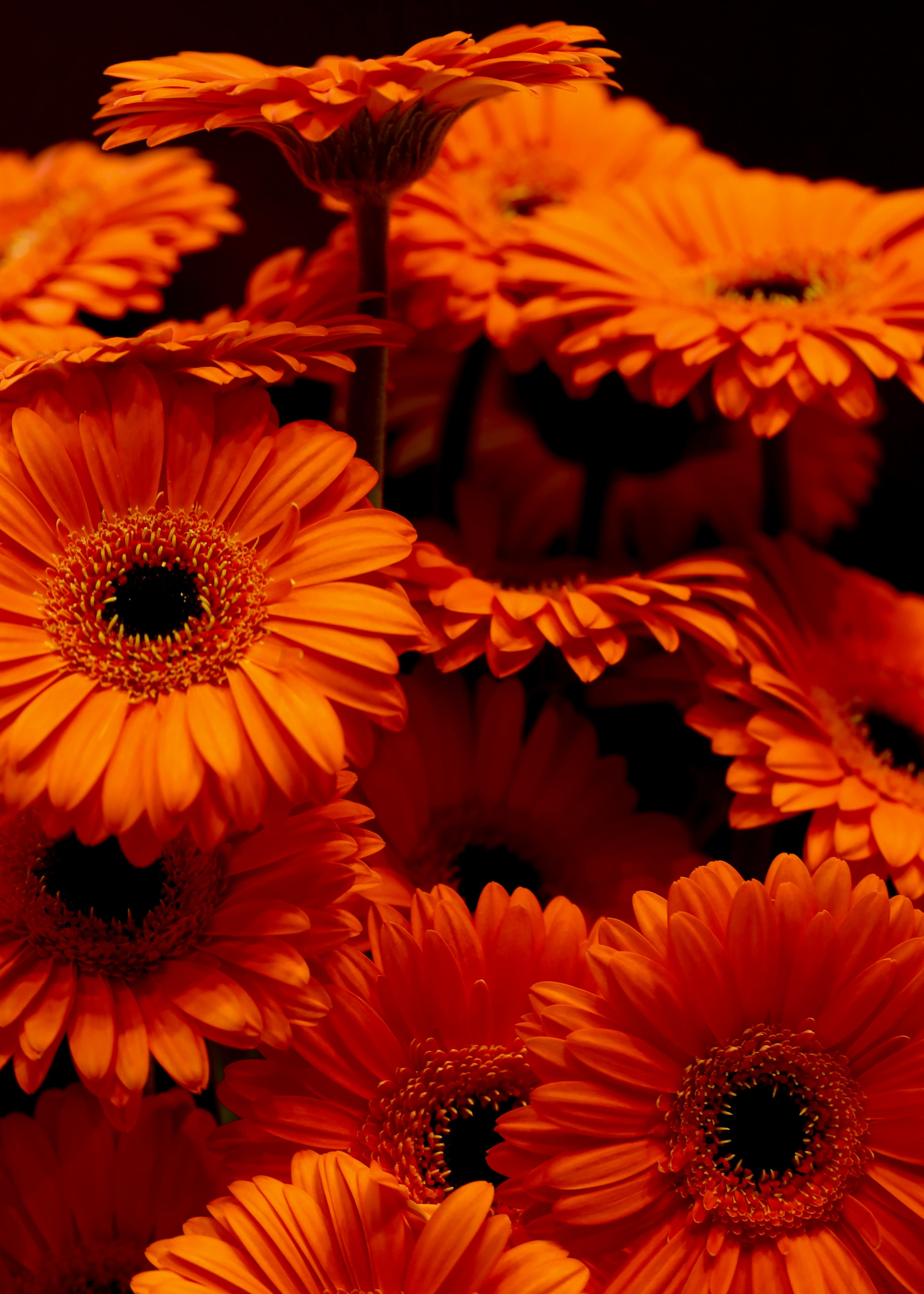 Цветы-Экспо 2023. Фотосессии и репортаж — Фотограф в Москве — Рина Серёгина