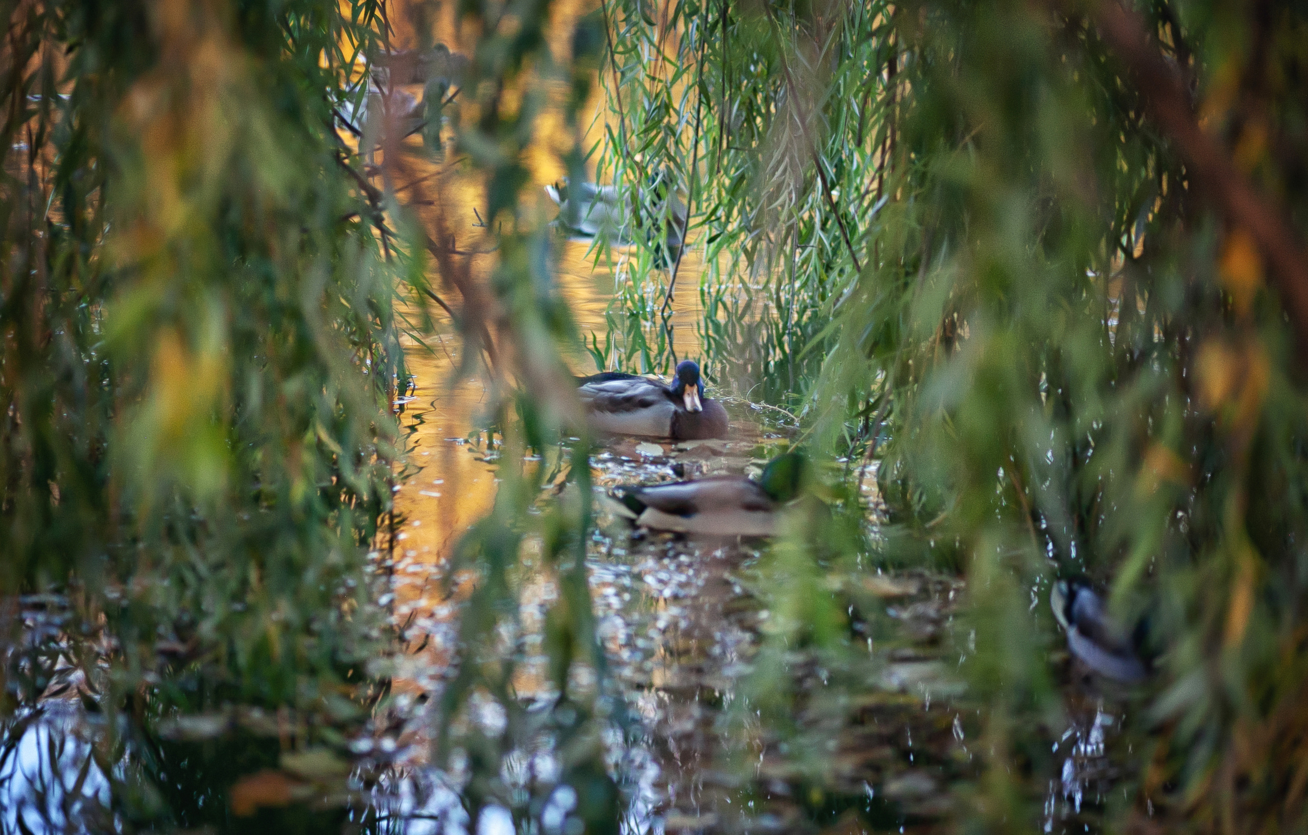 Портреты. Фотограф крещения и венчания Антонова Надежда г. Москва