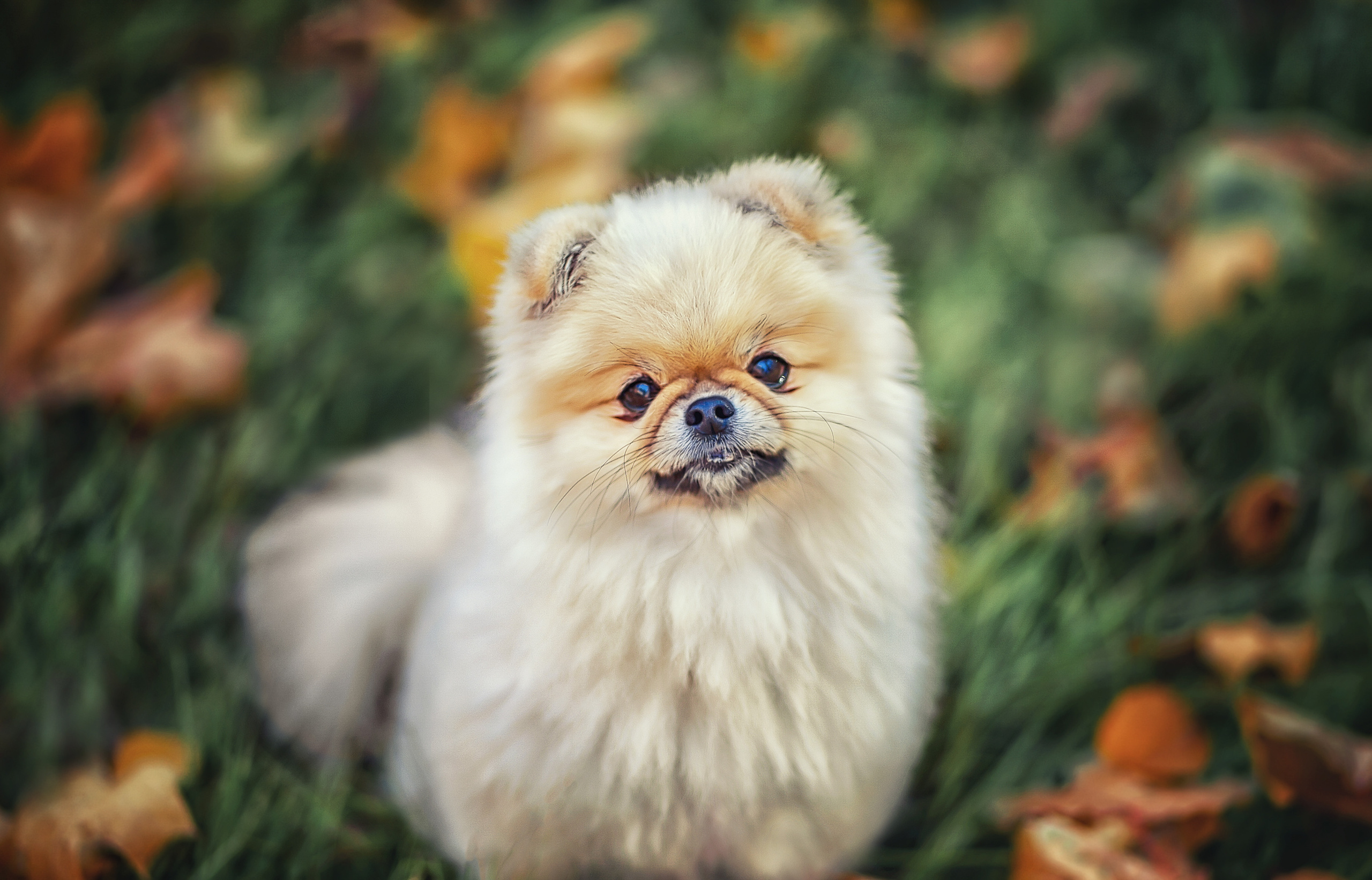 Портреты. Фотограф крещения и венчания Антонова Надежда г. Москва