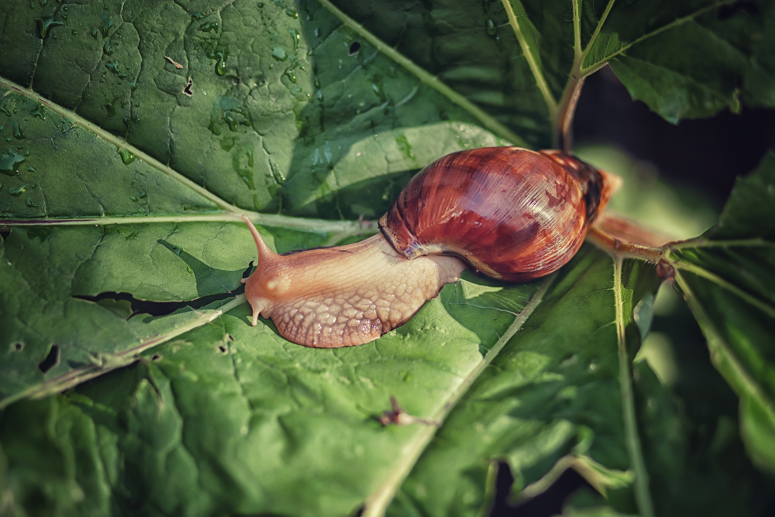 Портреты. Фотограф крещения и венчания Антонова Надежда г. Москва