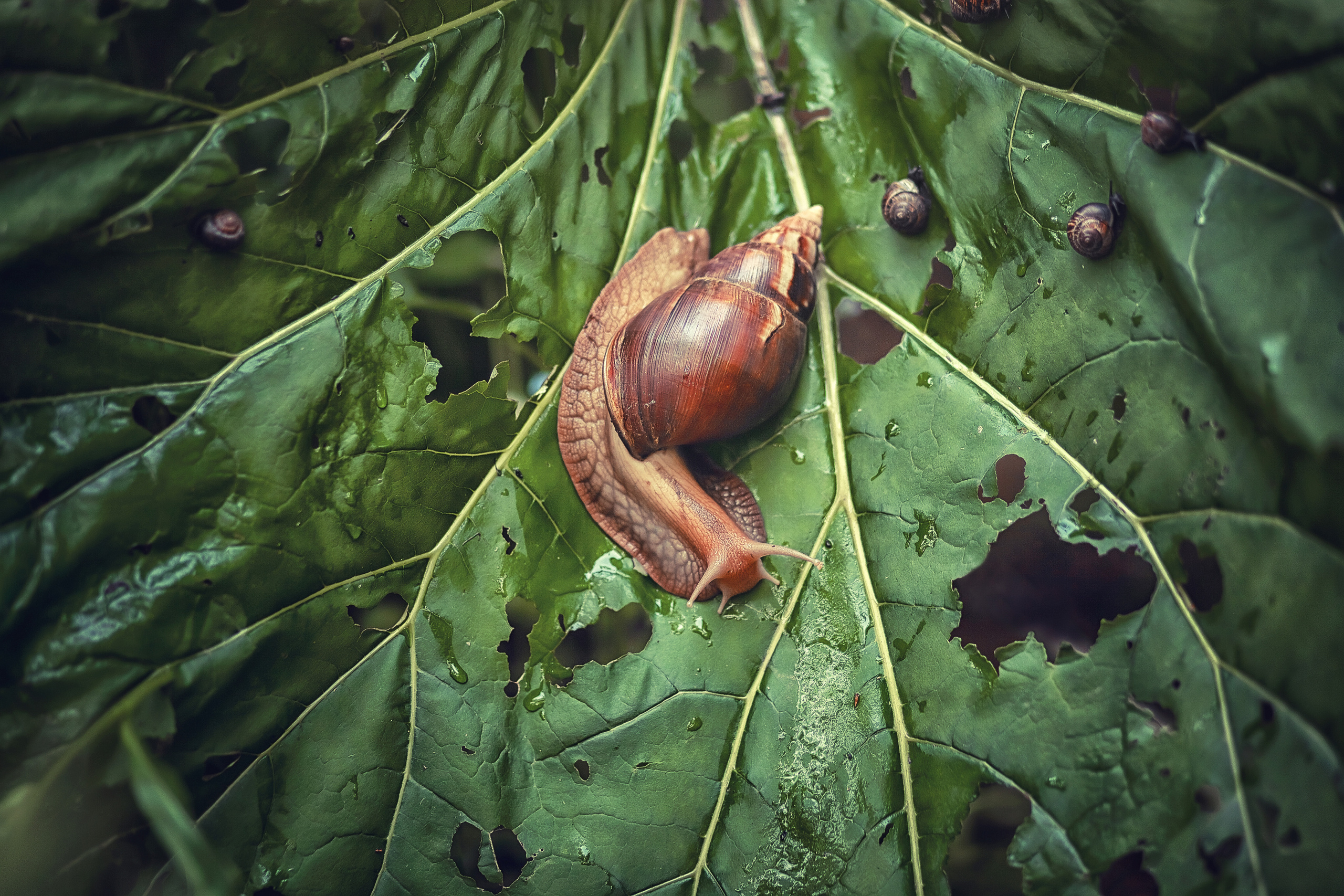 Портреты. Фотограф крещения и венчания Антонова Надежда г. Москва