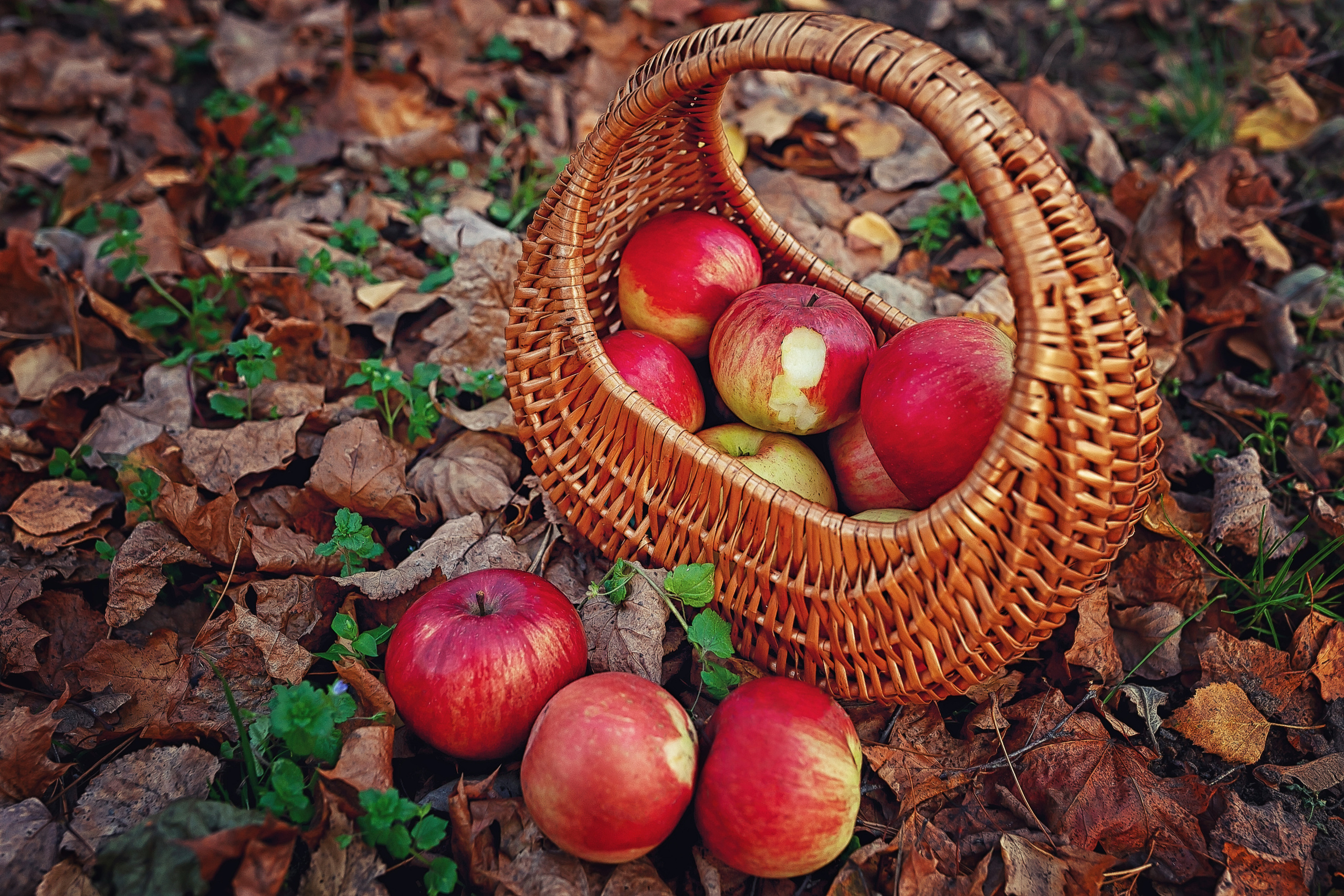 Портреты. Фотограф крещения и венчания Антонова Надежда г. Москва