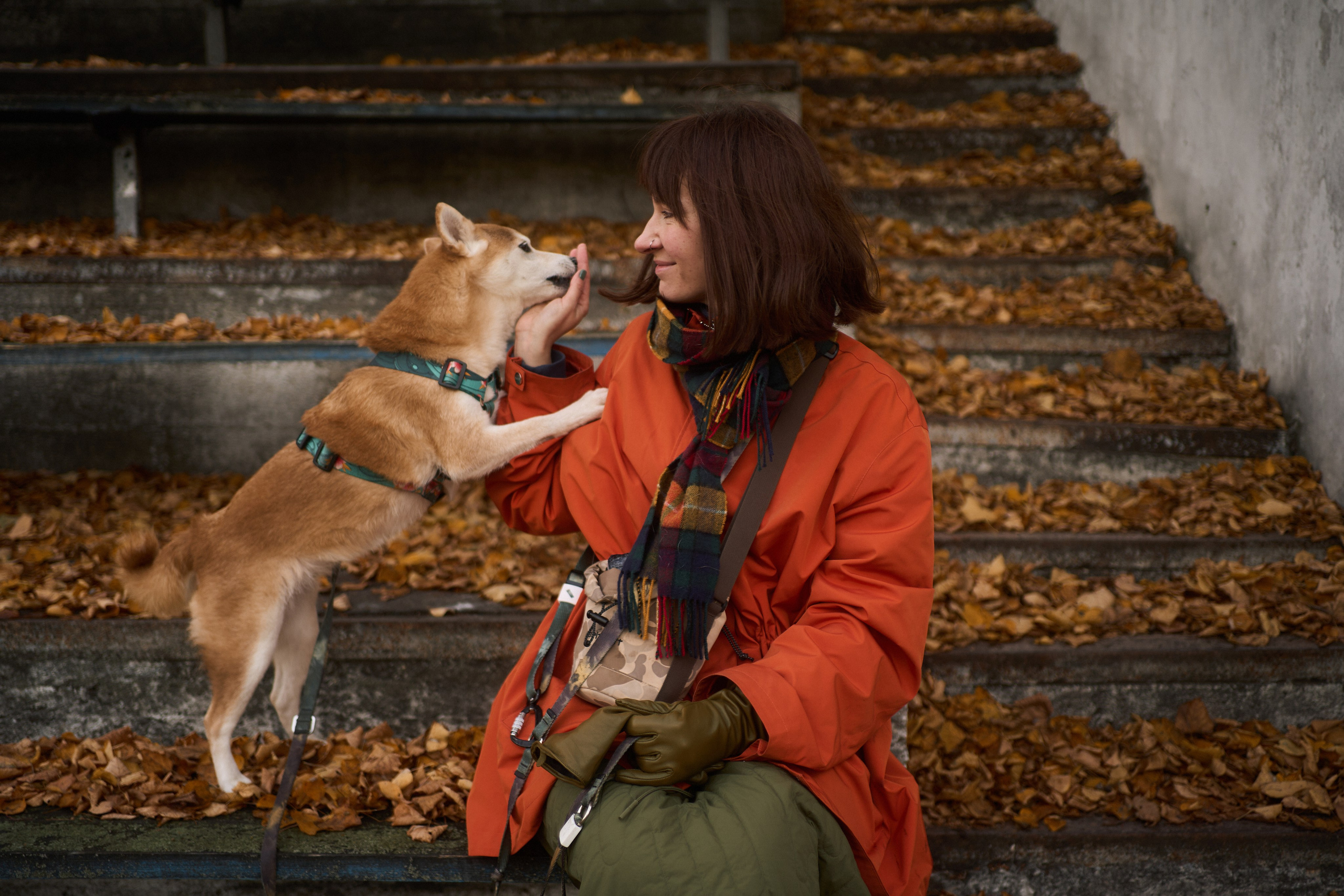 Осенние Уши. Фотограф анималист Москва Дарья