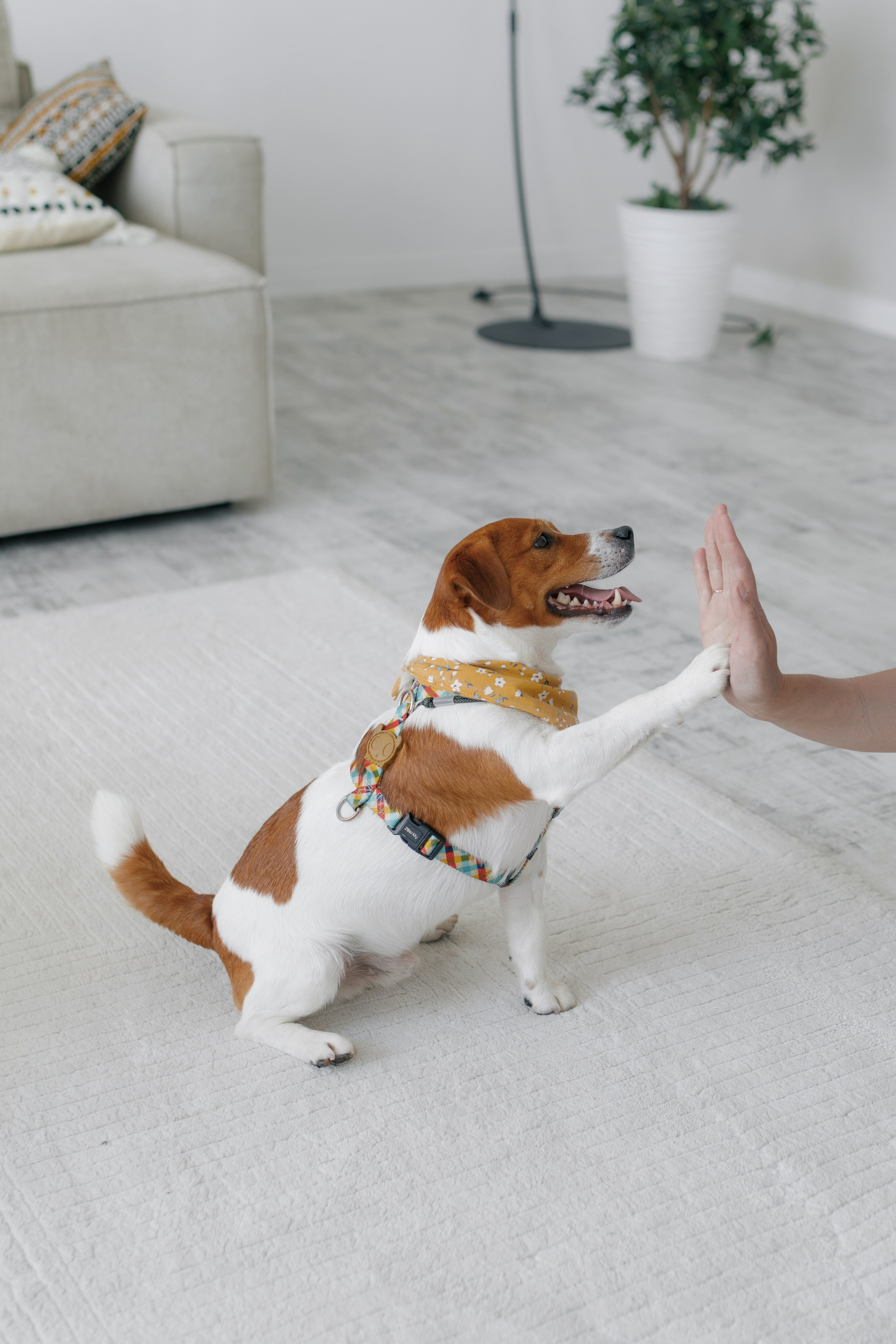 Счастье имеет хвост и мокрый нос. Свадебный и семейный фотограф в Перми Дергачева Кристина