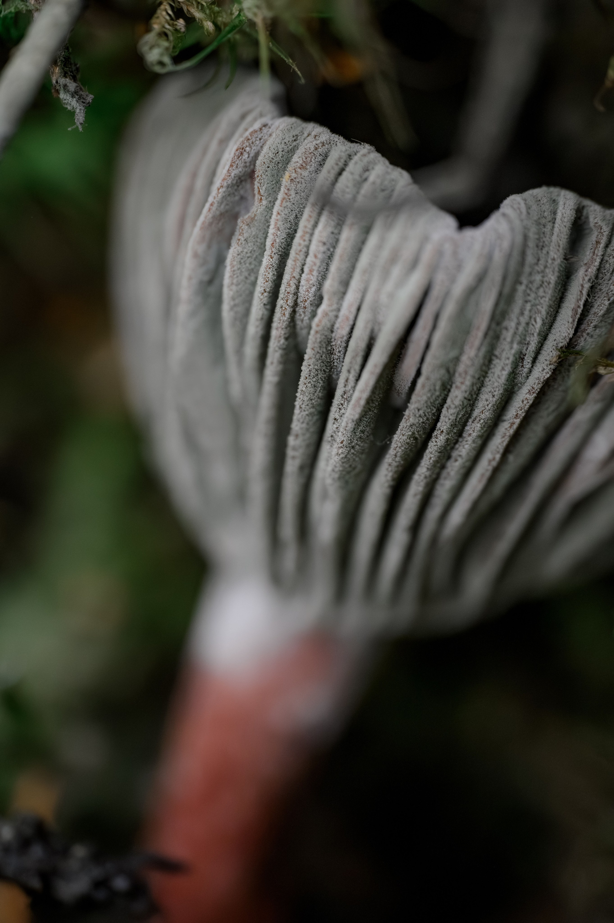 Грибочки. Фотограф Александр Смирнов