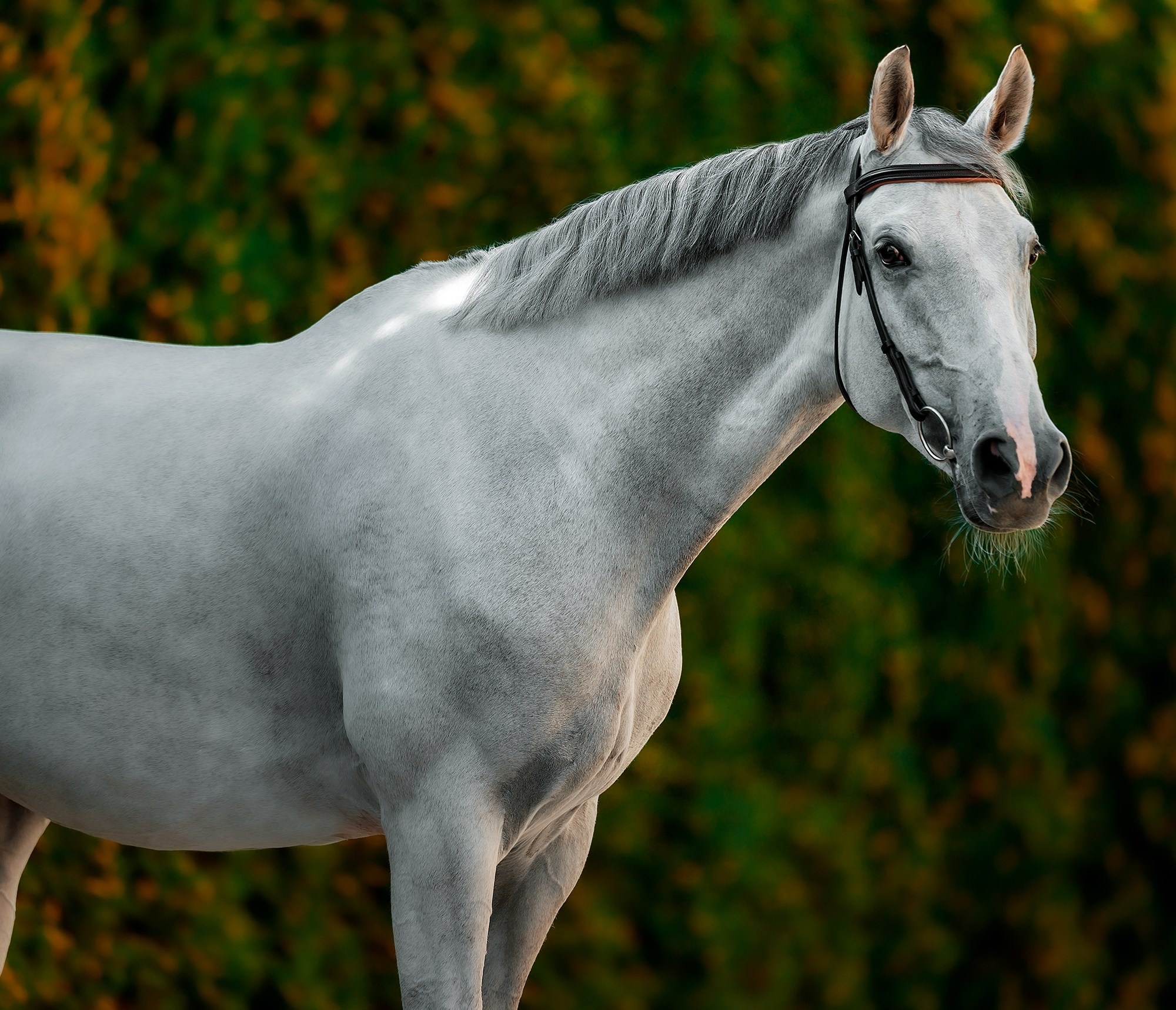 Портреты. Конный фотограф Alesya Safe